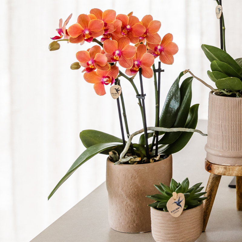 Set van orchidee Bolzano en succulenten in keramieken sierpotten - & Ø6cm (50600)