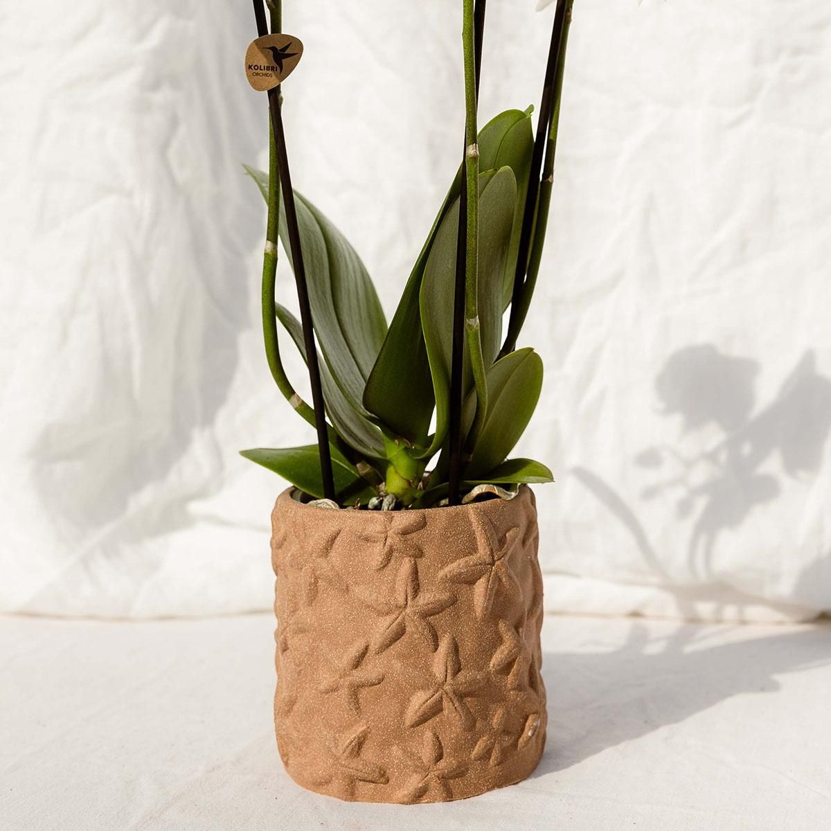 Set van orchidee Bolzano en succulenten in keramieken sierpotten - & Ø6cm (50600)
