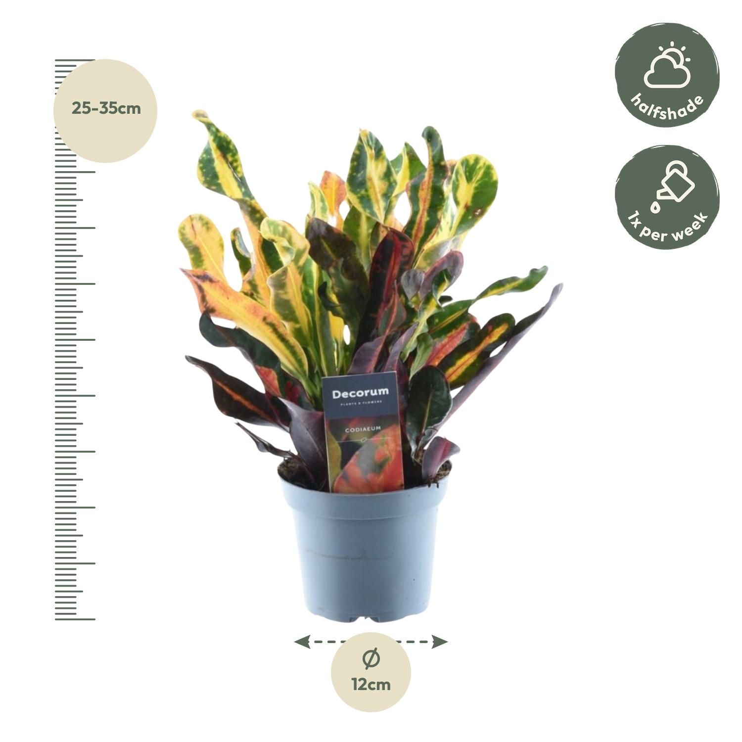Codiaeum variegatum 'Mammi' - 30 cm - ø12 (8721081685185)