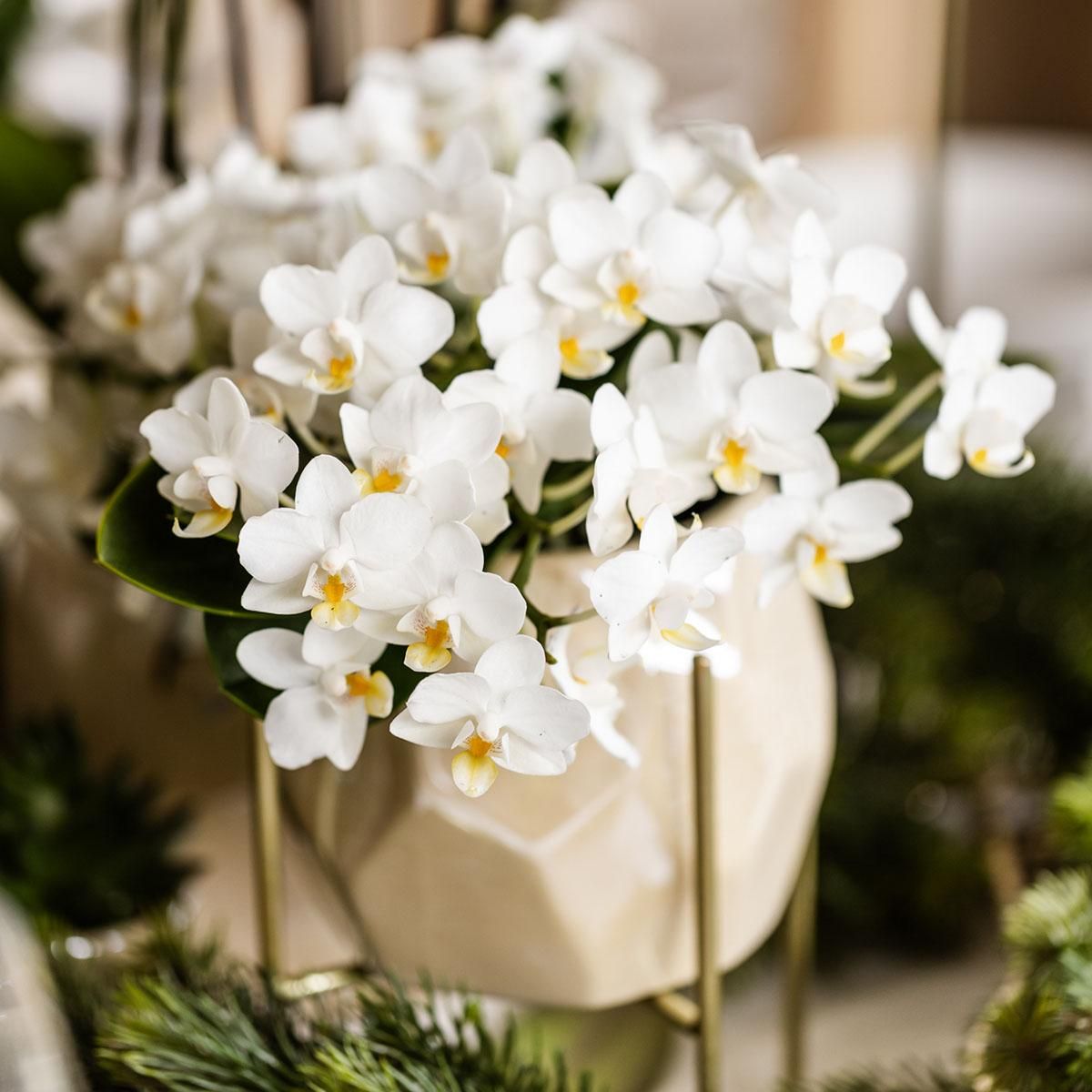 Witte phalaenopsis orchidee - Nazaré (8785279223344)