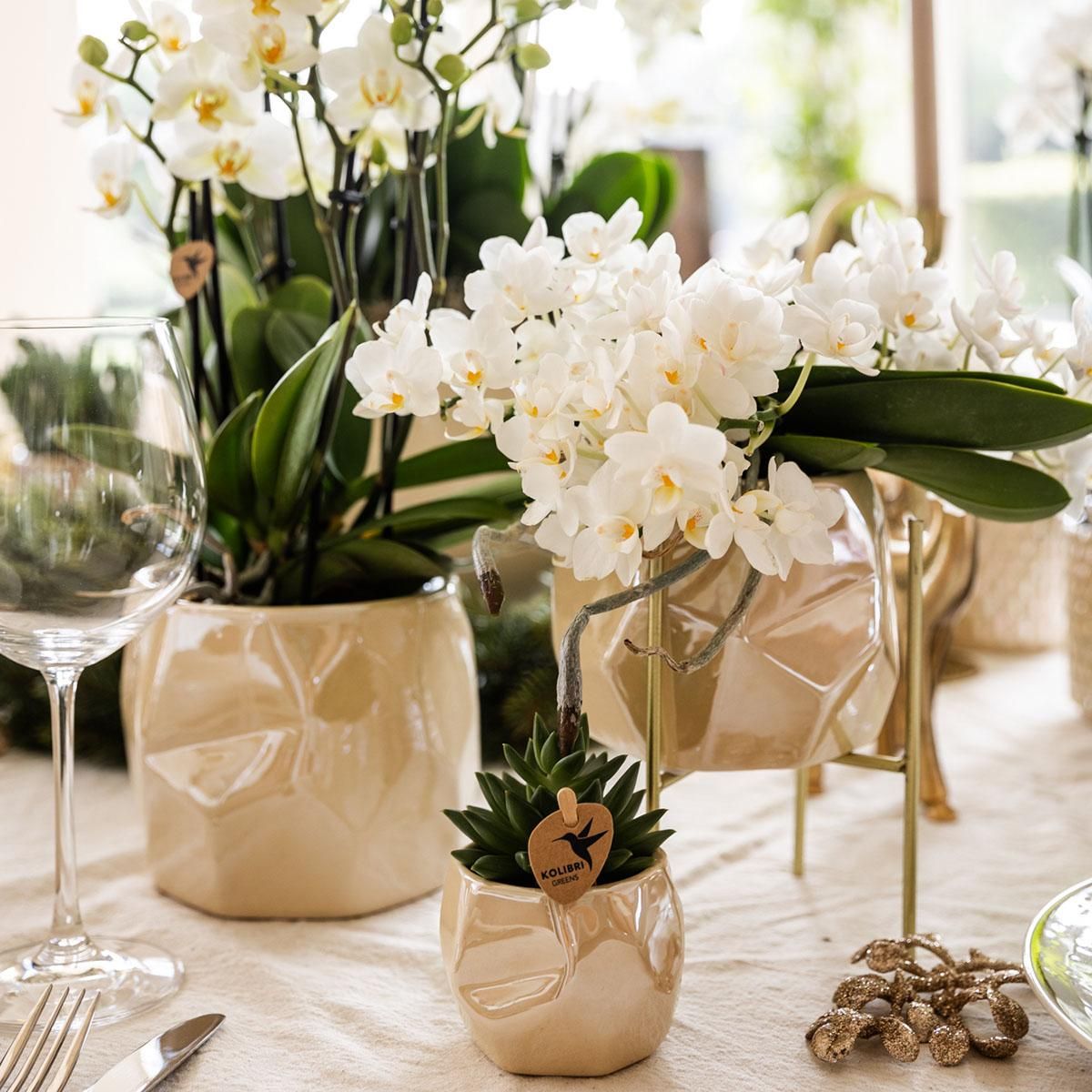 Witte phalaenopsis orchidee - Nazaré (8785279223344)