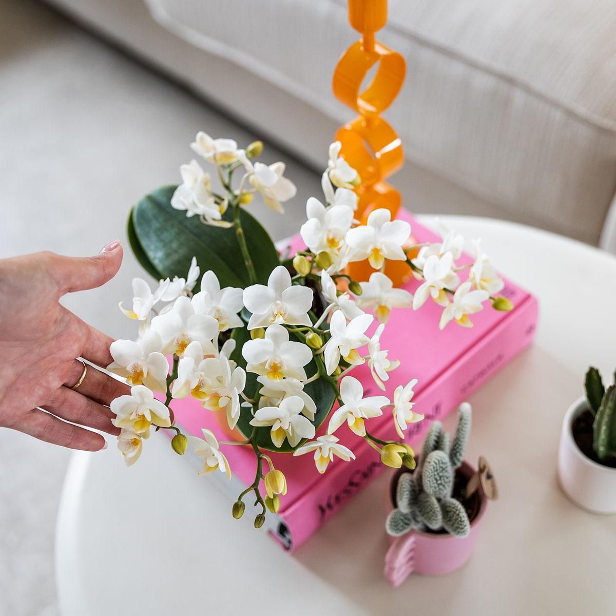 Witte phalaenopsis orchidee - Nazaré (8785279223344)