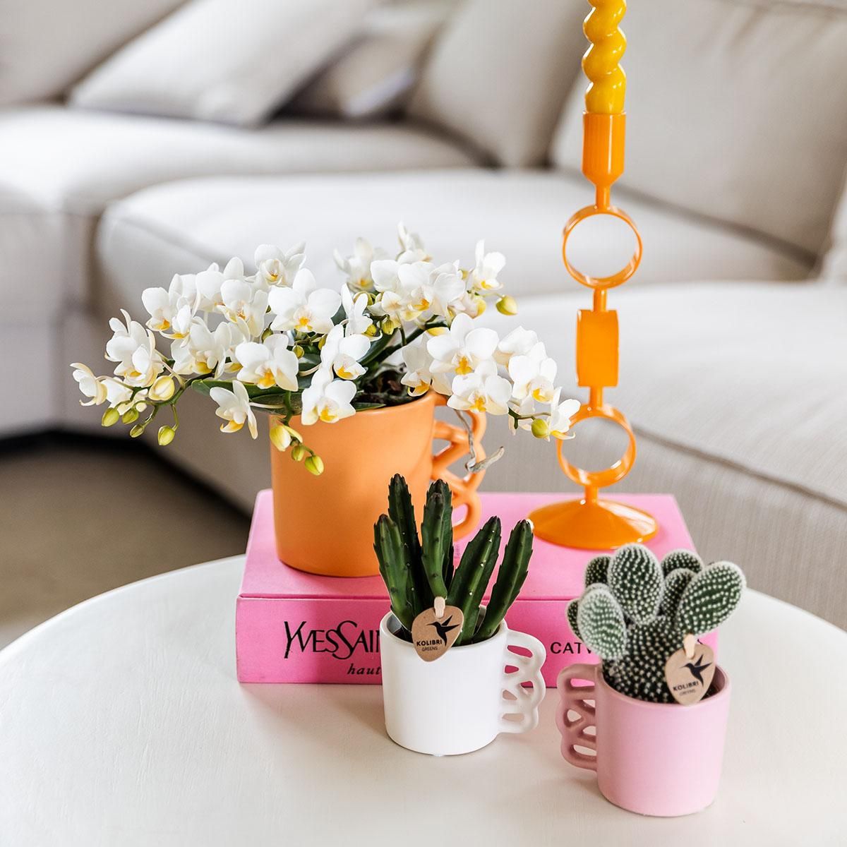 Witte phalaenopsis orchidee - Nazaré (8785279223344)