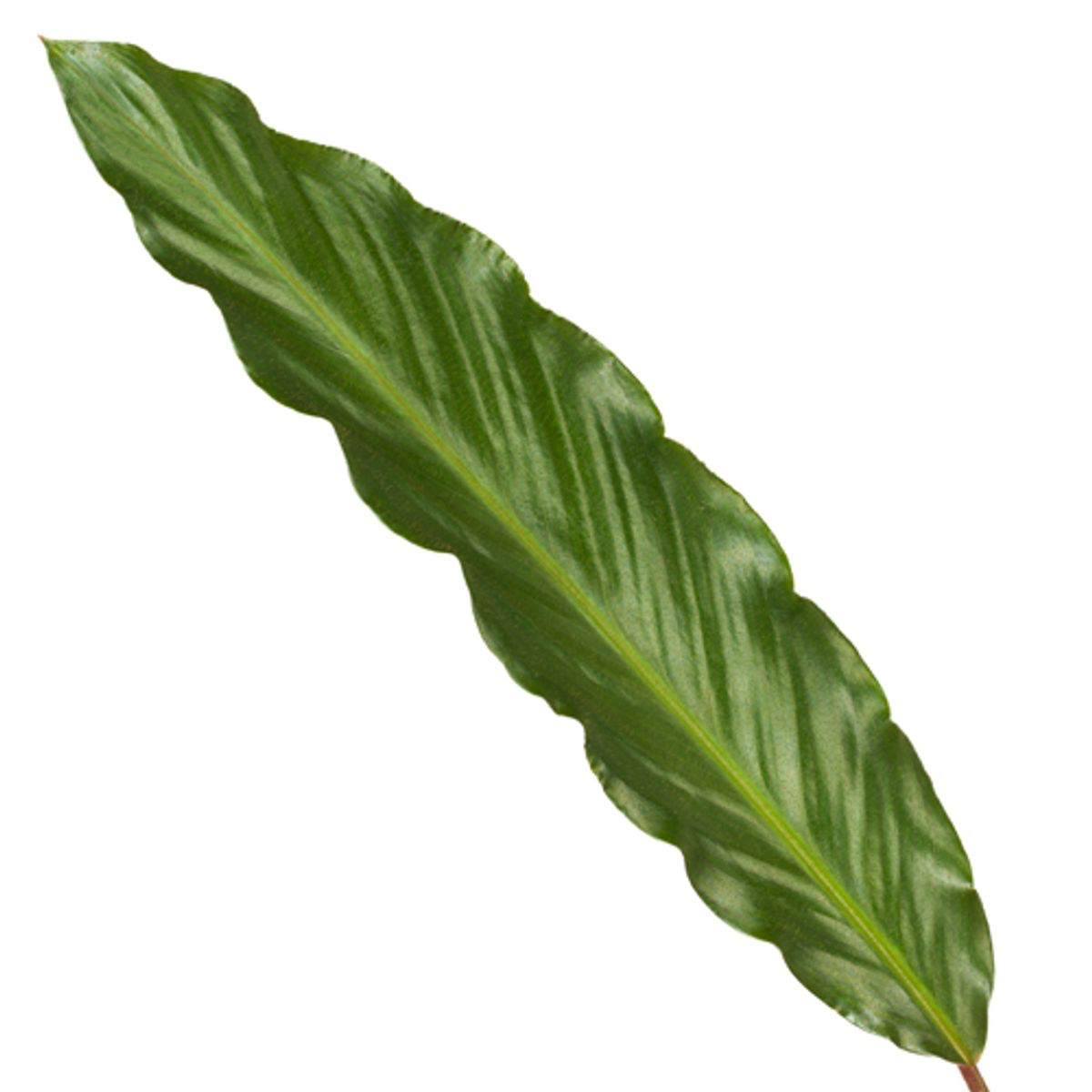 Calathea Wavestar - 80 cm - Ø19cm (8721081685796)