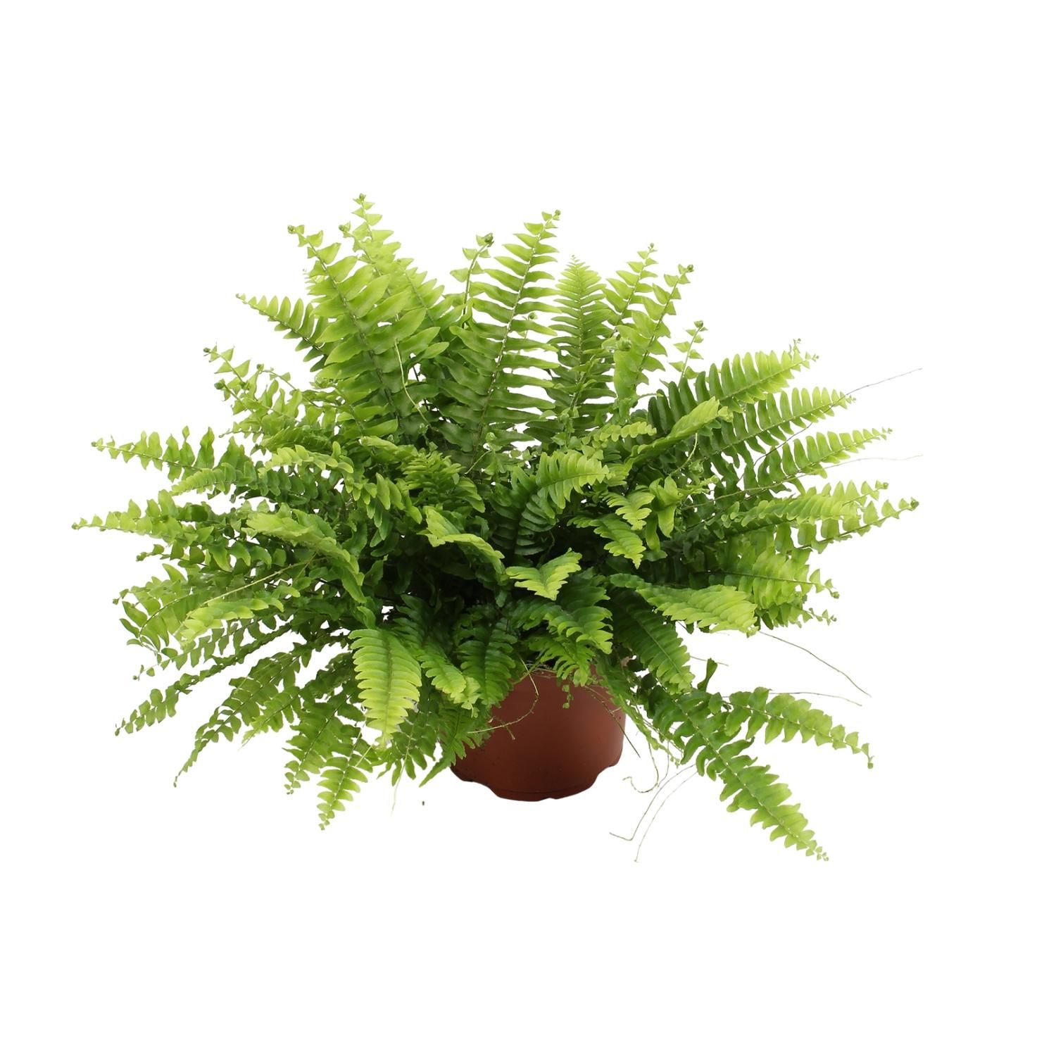 Nephrolepis Boston Green Moment (25551)