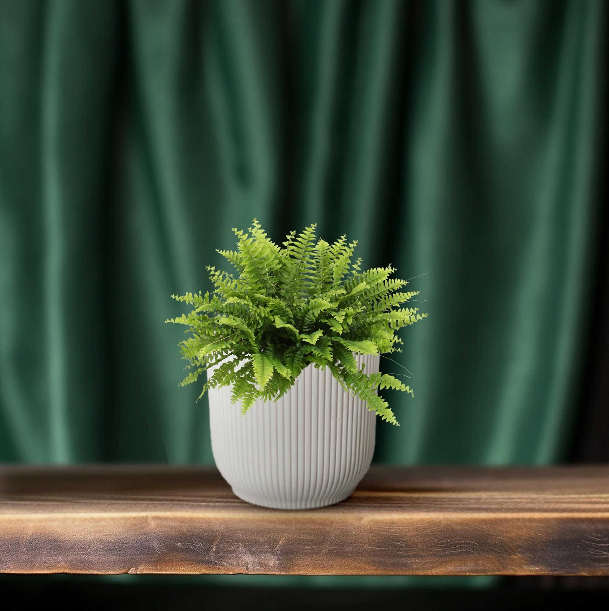 Nephrolepis Boston Green Moment (25551)