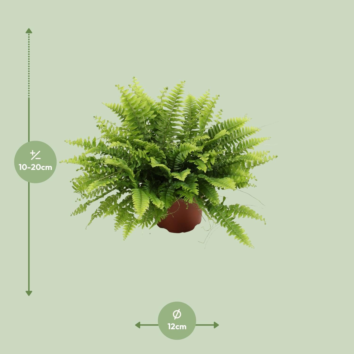 Nephrolepis Boston Green Moment (25551)
