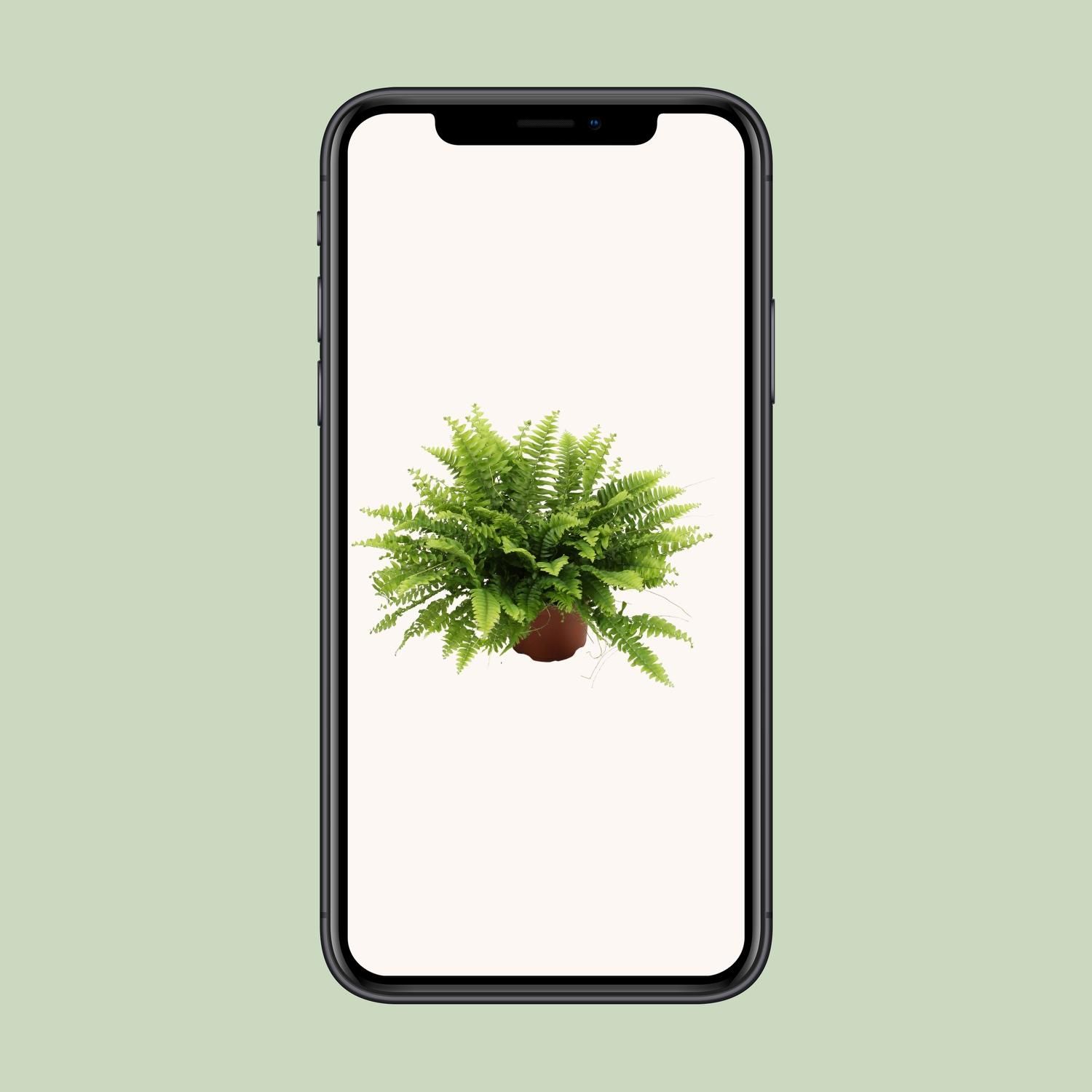 Nephrolepis Boston Green Moment (25551)