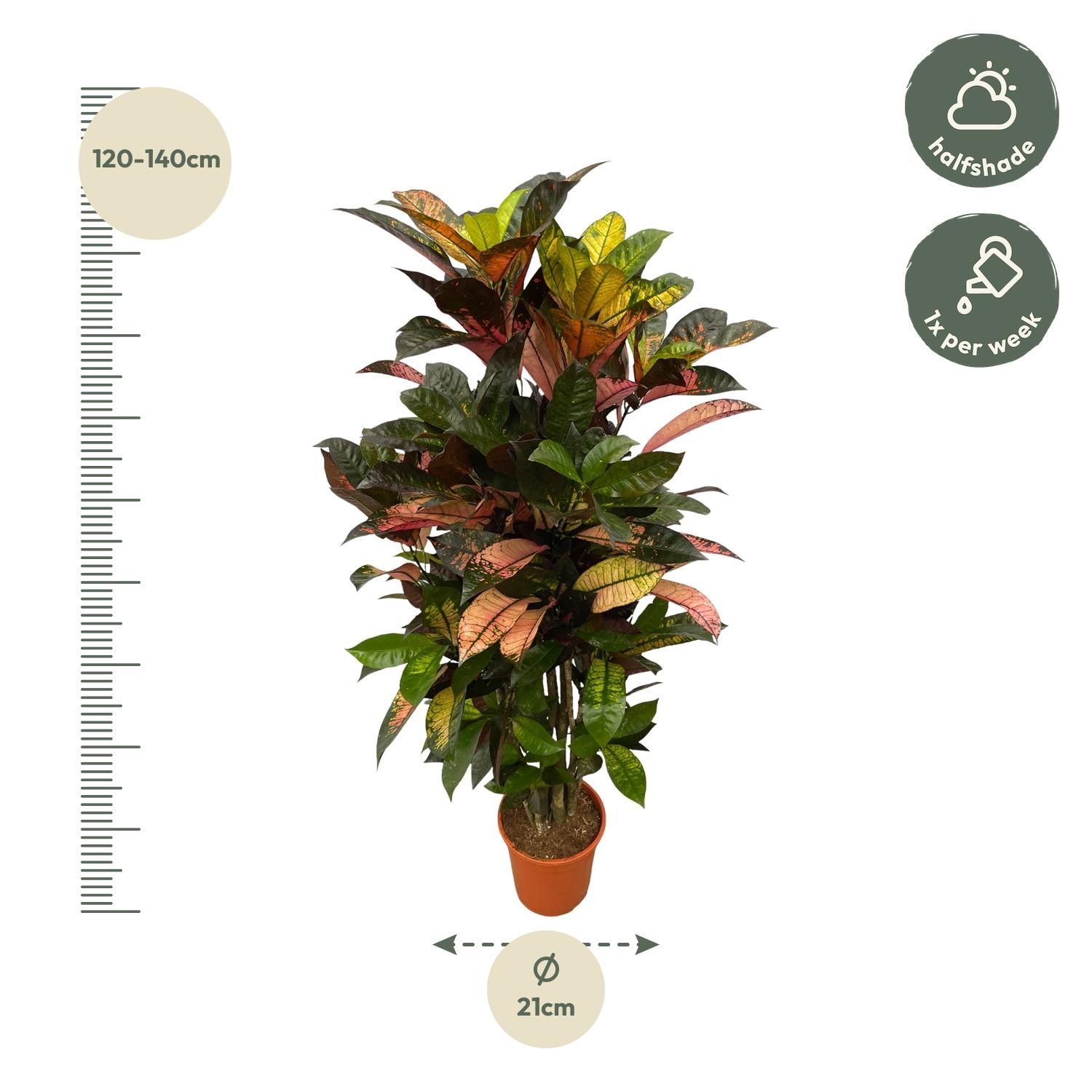 Codiaeum (Croton) Iceton vertakt - 120 cm - Ø24cm (8721081685321)