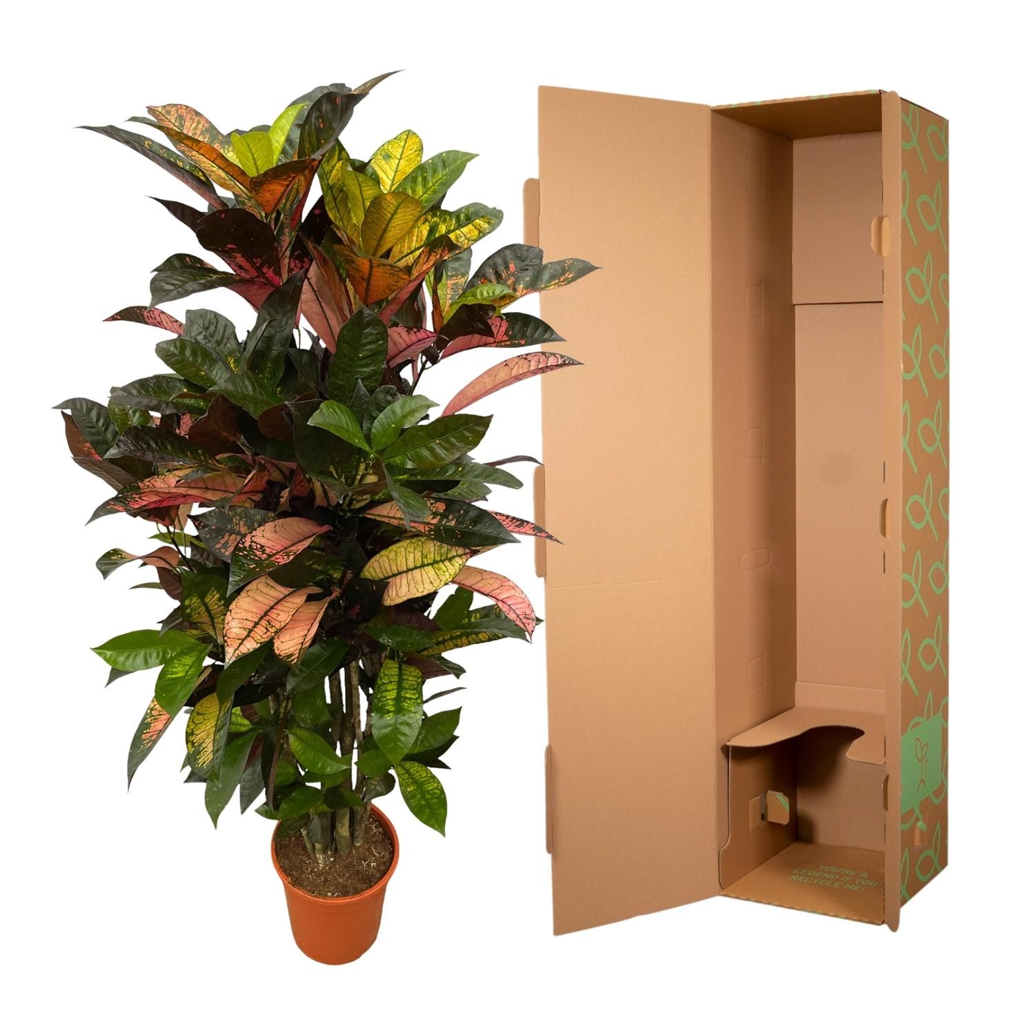Codiaeum (Croton) Iceton vertakt - 120 cm - Ø24cm (8721081685321)