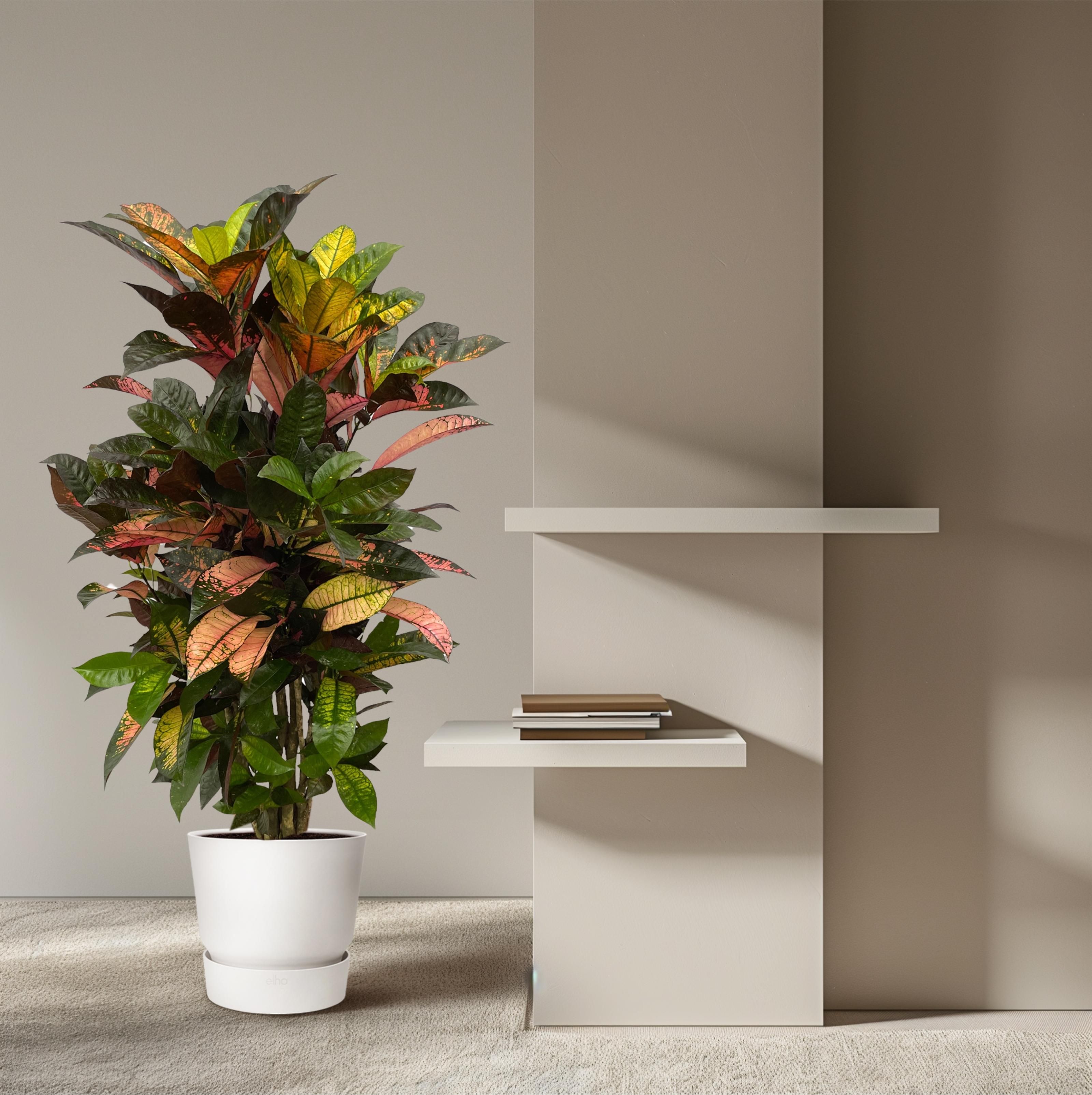 Codiaeum (Croton) Iceton vertakt - 120 cm - Ø24cm (8721081685321)