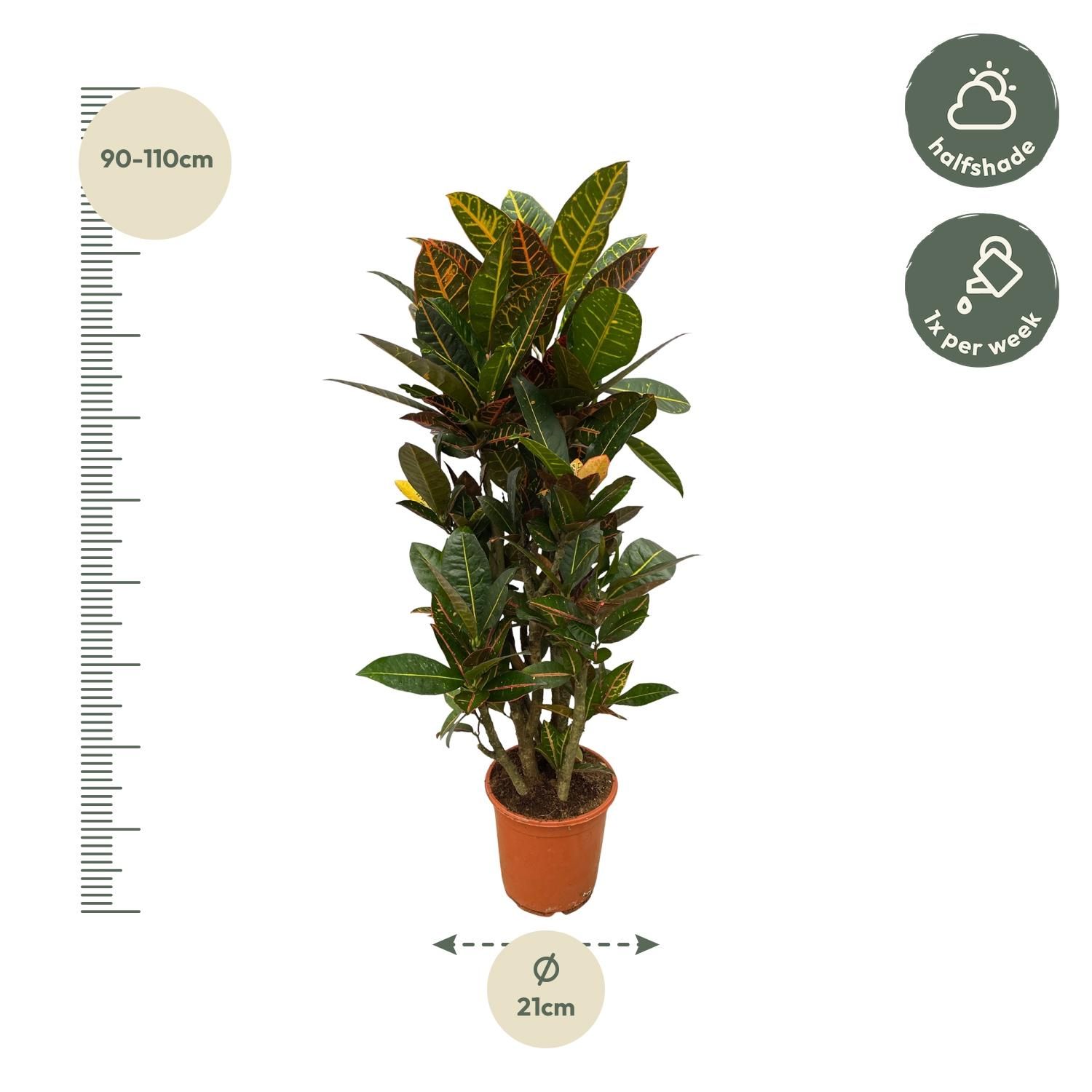 Codiaeum (Croton) Petra vertakt - 100 cm - Ø21cm (8721081685338)
