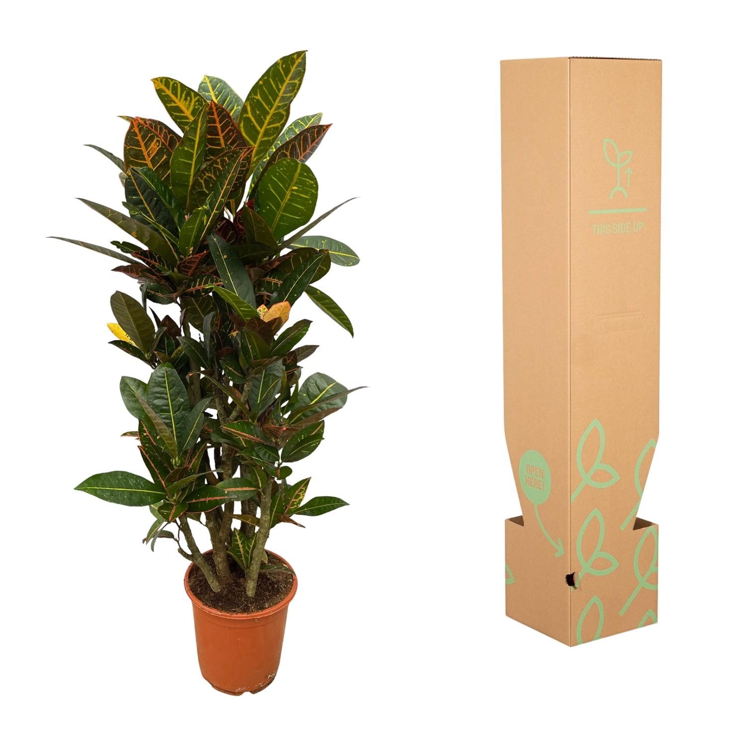 Codiaeum (Croton) Petra vertakt - 100 cm - Ø21cm (8721081685338)