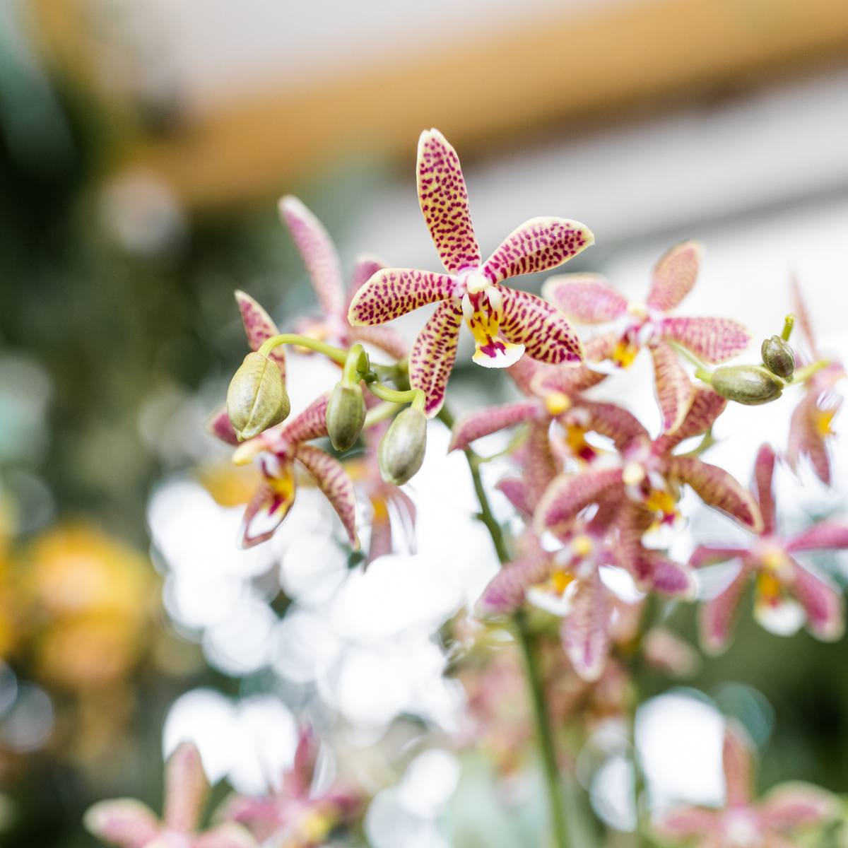 oranje 'Spider' orchidee + Mosa sierpot oranje (8785279223337)