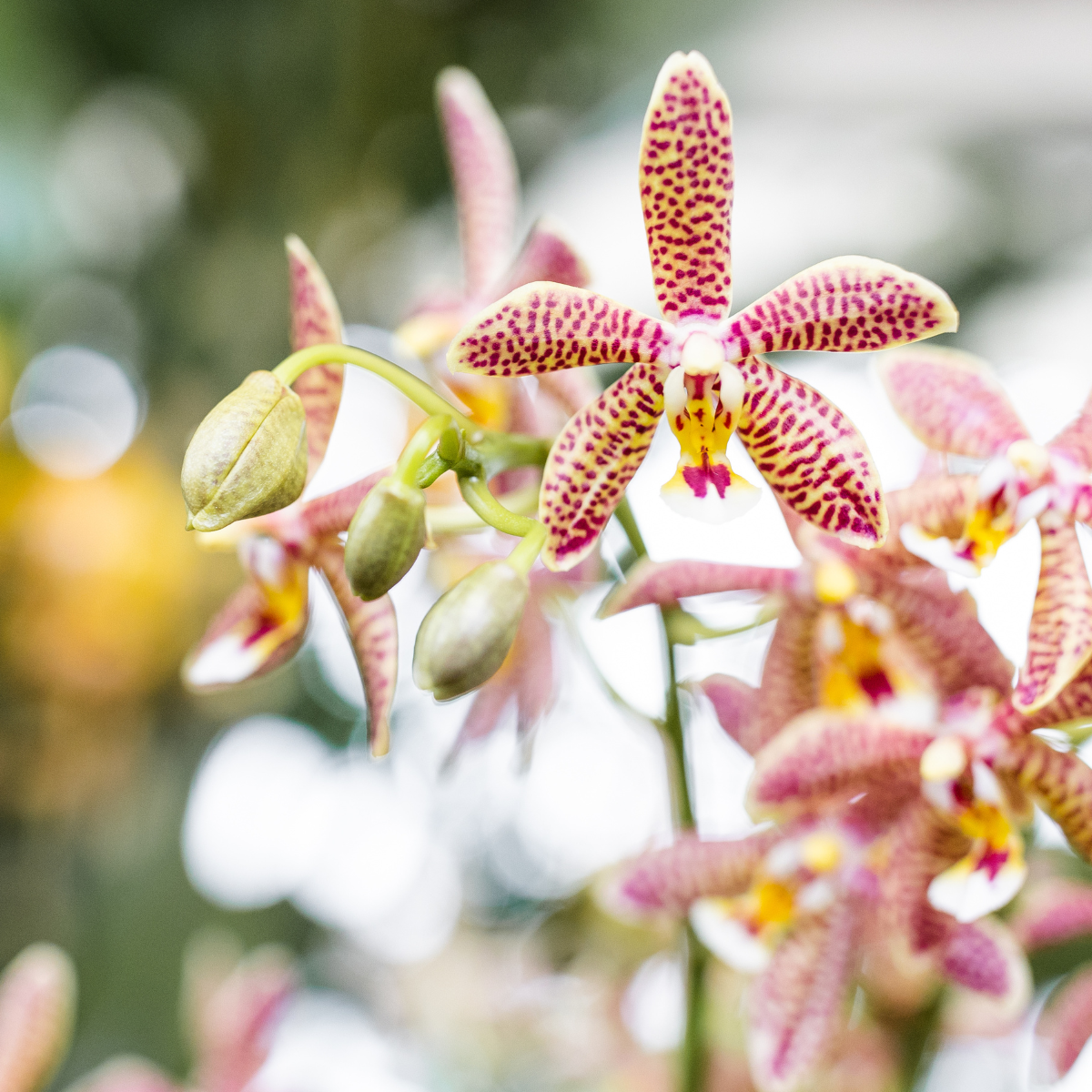 oranje 'Spider' orchidee + Mosa sierpot oranje (8785279223337)