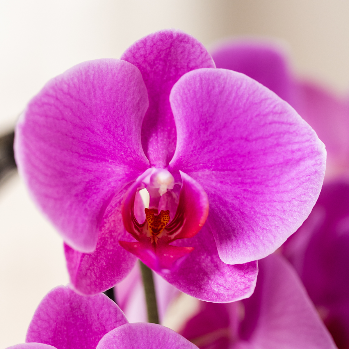 Paarse phalaenopsis orchidee | Freeride (7865885338418)