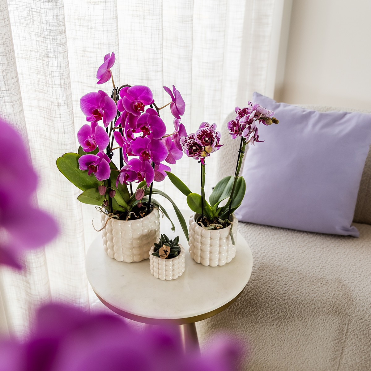 Paarse phalaenopsis orchidee | Freeride (7865885338418)