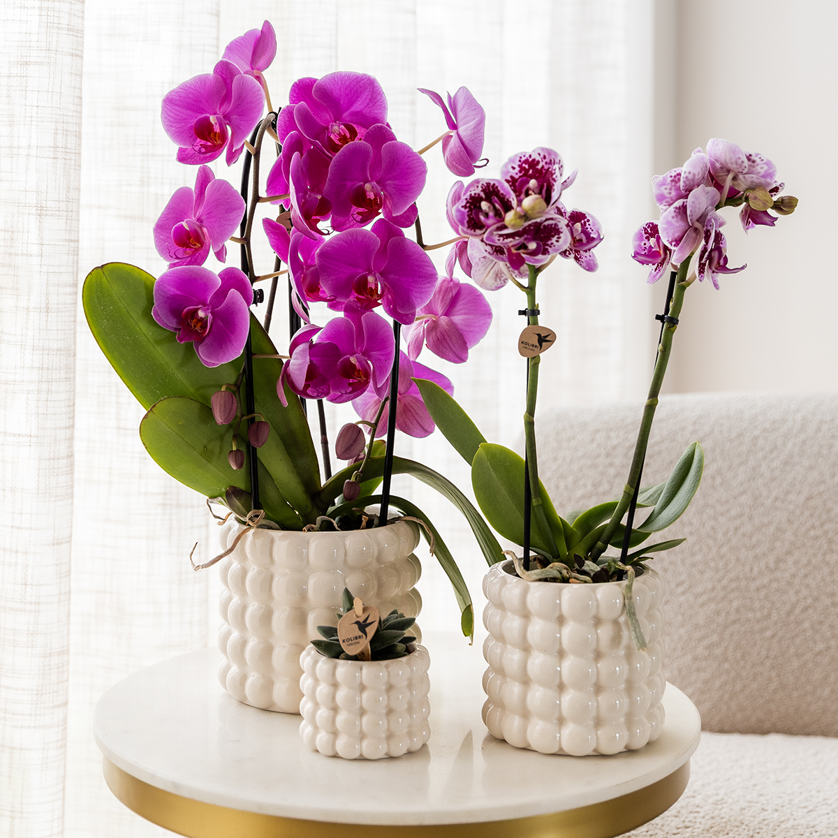 Paarse phalaenopsis orchidee | Freeride (7865885338418)