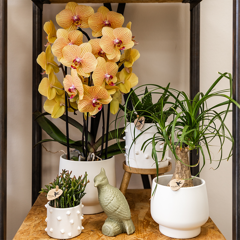 Oranje phalaenopsis orchidee | Sunny Bunny (7865885334229)