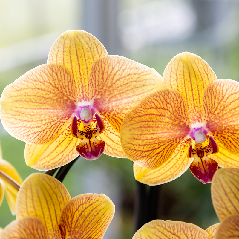 Oranje phalaenopsis orchidee | Sunny Bunny (7865885334229)