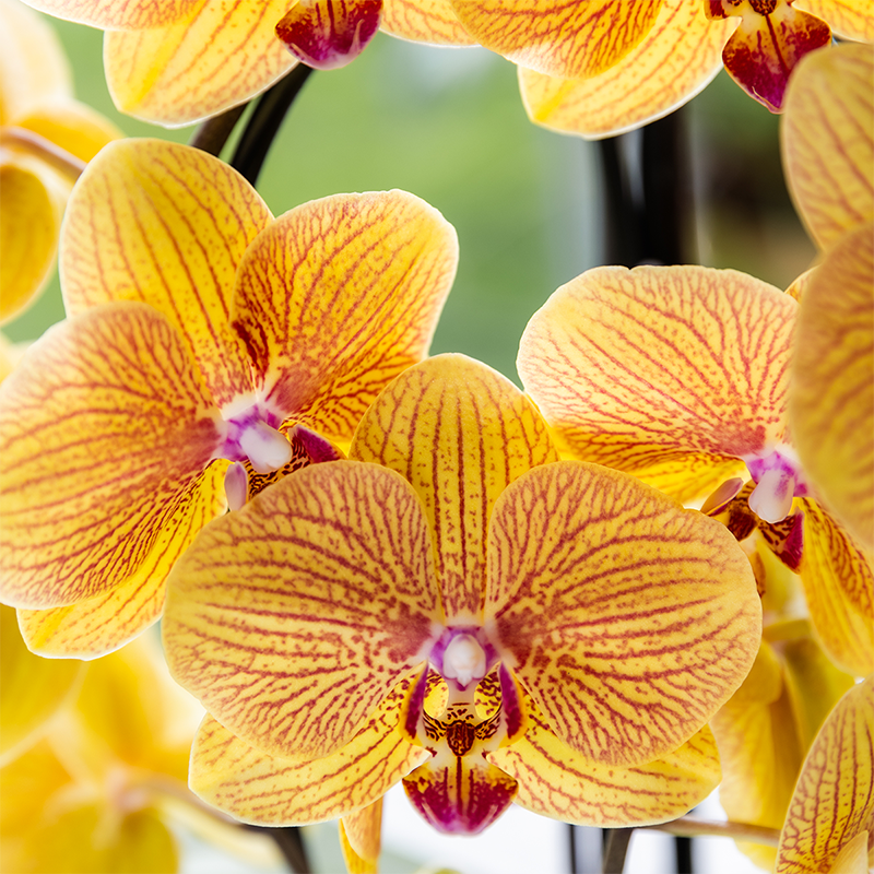 Oranje phalaenopsis orchidee | Sunny Bunny (7865885334229)