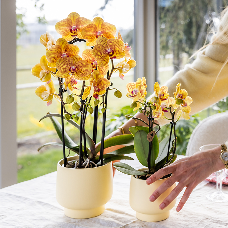 Oranje phalaenopsis orchidee | Sunny Bunny (7865885334229)