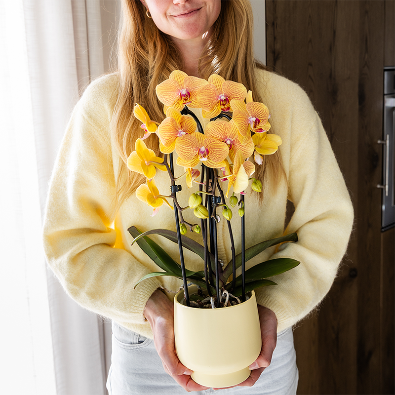 Oranje phalaenopsis orchidee | Sunny Bunny (7865885334229)