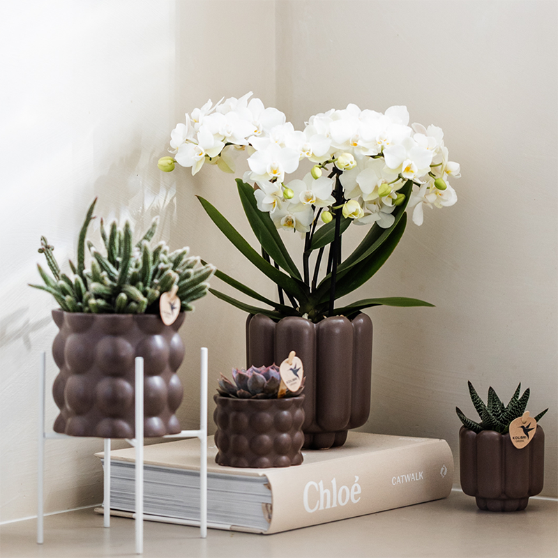 Witte phalaenopsis orchidee | Zürich (7865885353213)