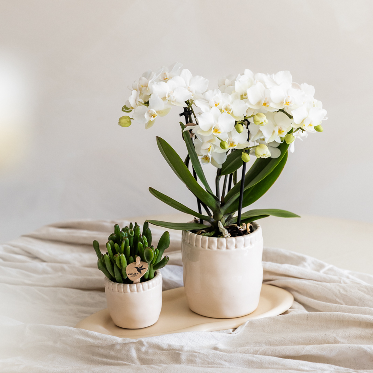 Witte phalaenopsis orchidee | Zürich (7865885353213)