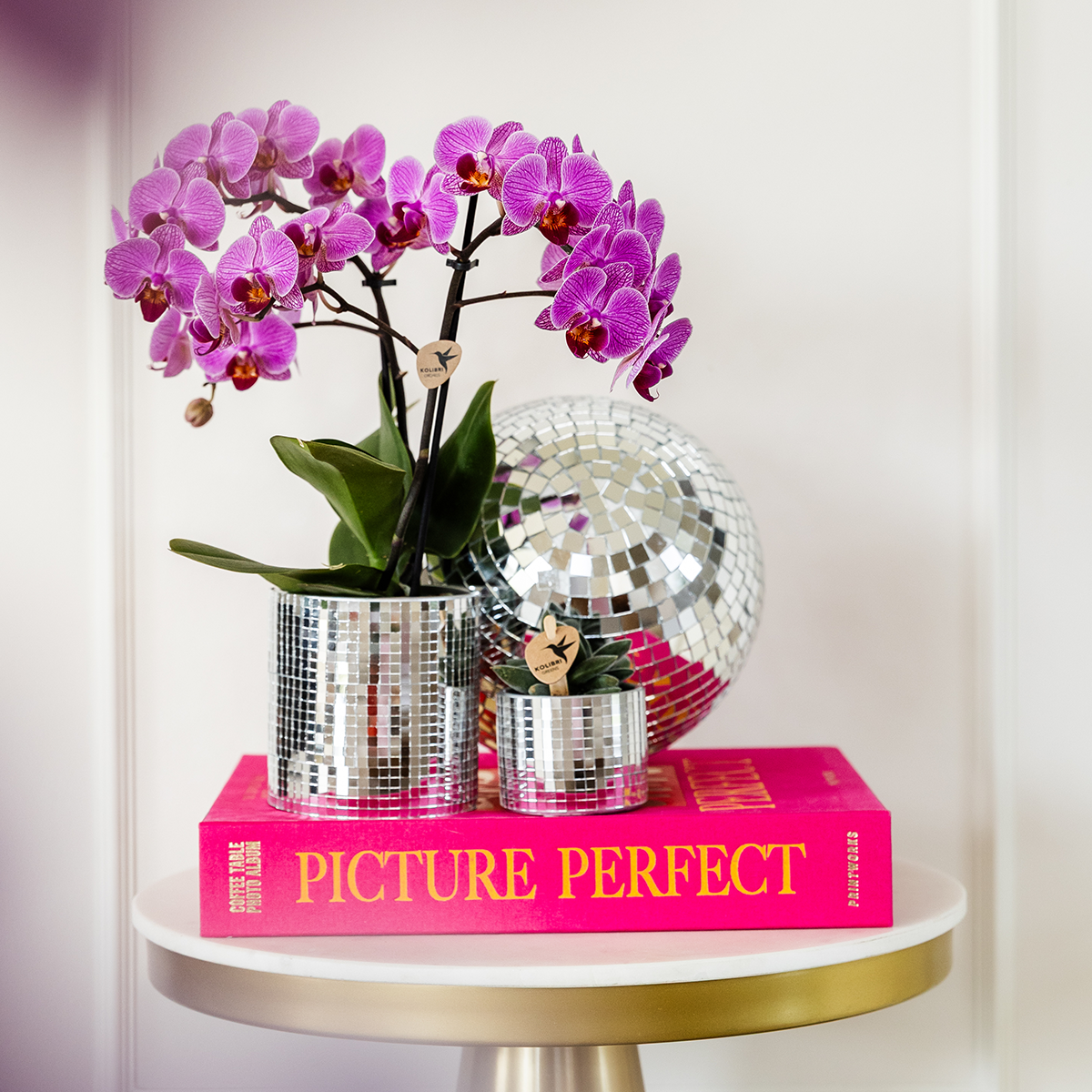 COMBI DEAL van 4 Phalaenopsis orchideeën - Vienna (50878)