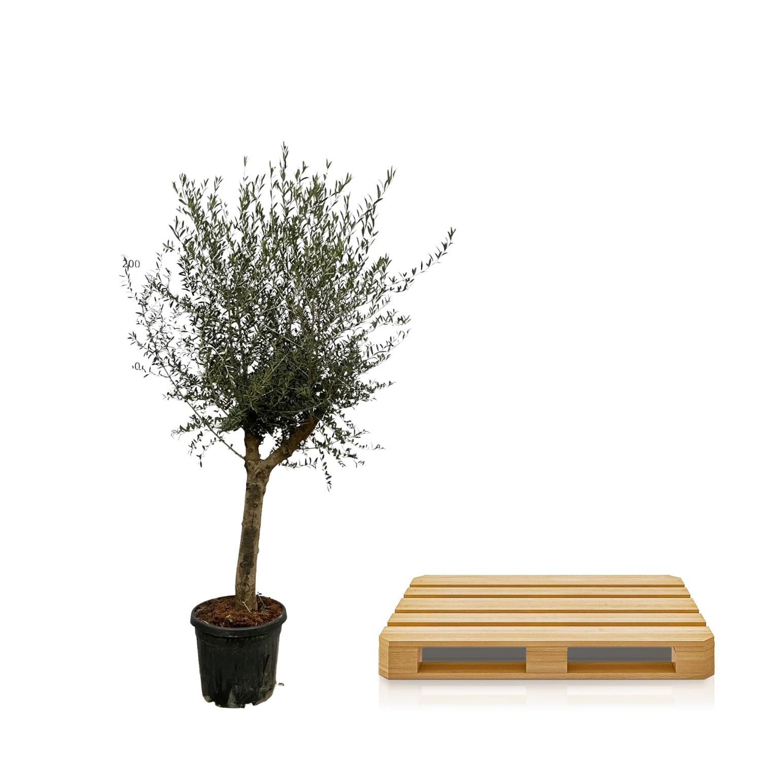 Olea Lorc - 200 cm - Ø45cm (8721081685581)