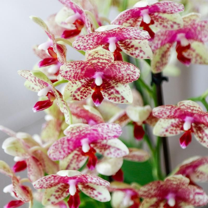 Oranje gele phalaenopsis orchidee | Grosseto (7865885357242)