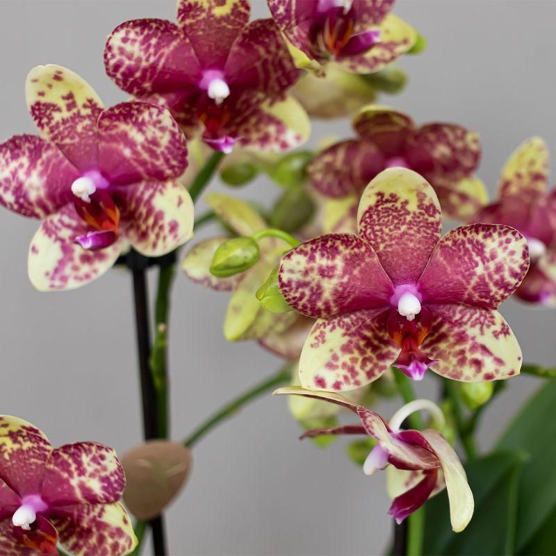 Oranje gele phalaenopsis orchidee | Grosseto (7865885357242)