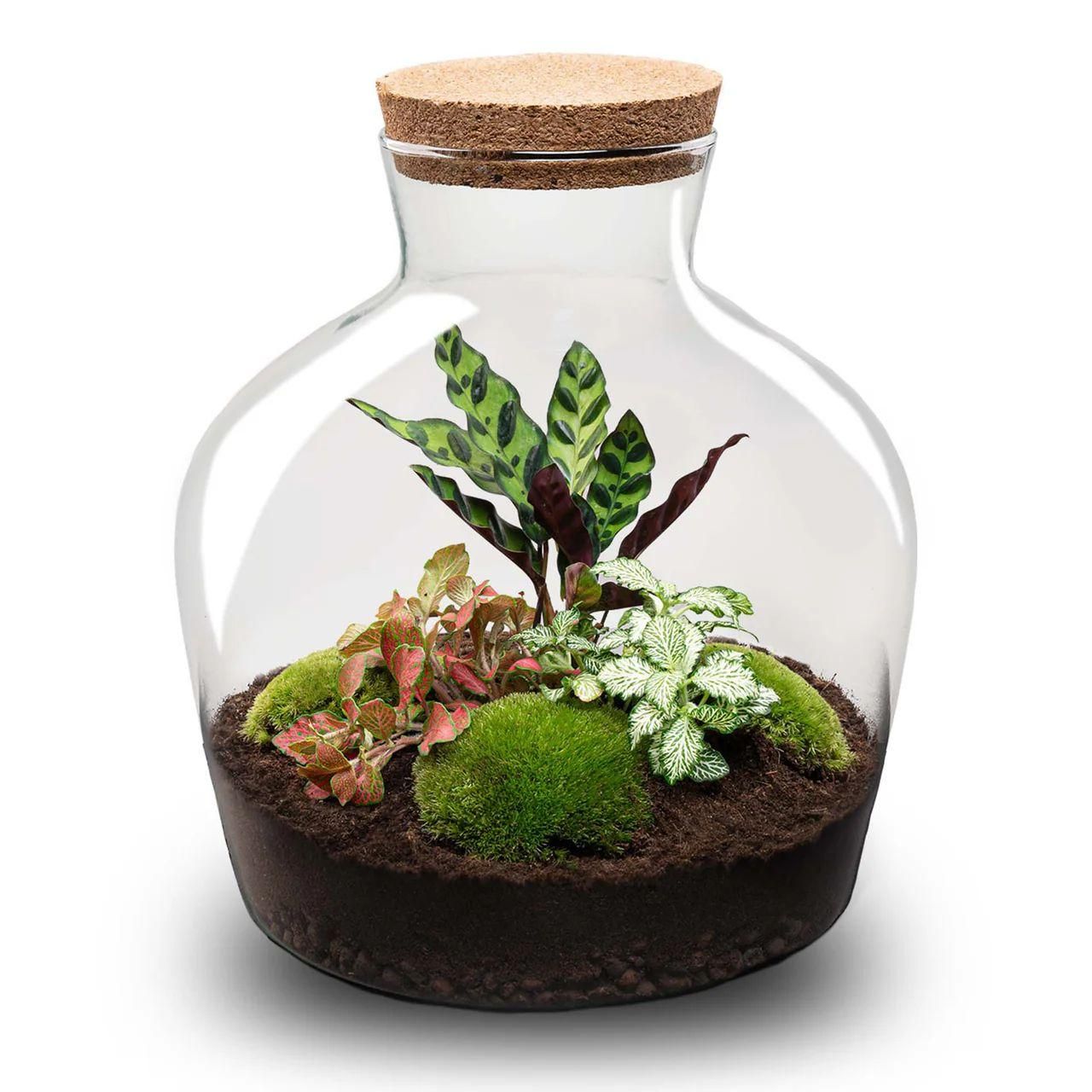 DIY terrarium - Fat Joe Rood (8720872023076)