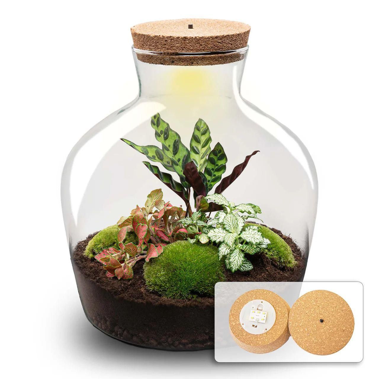 DIY terrarium - Fat Joe Rood (8720872023076)
