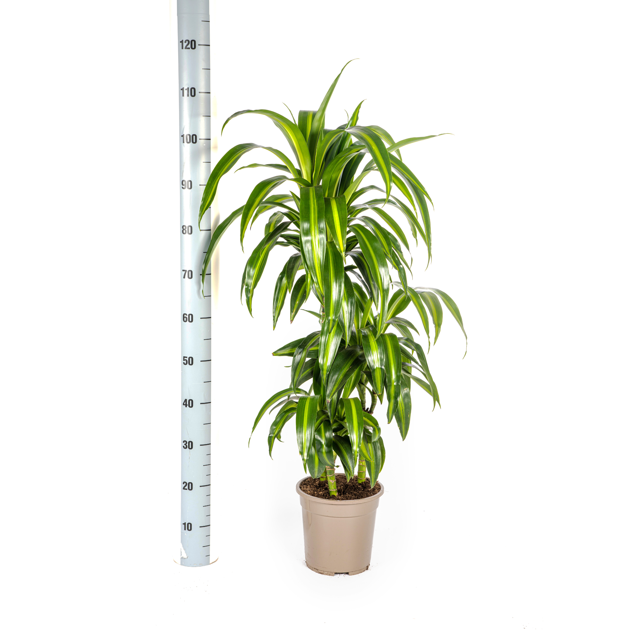 Dracaena Deremensis Hawaiian Sunshine Ø21cm - ↕90 (4250308312817)