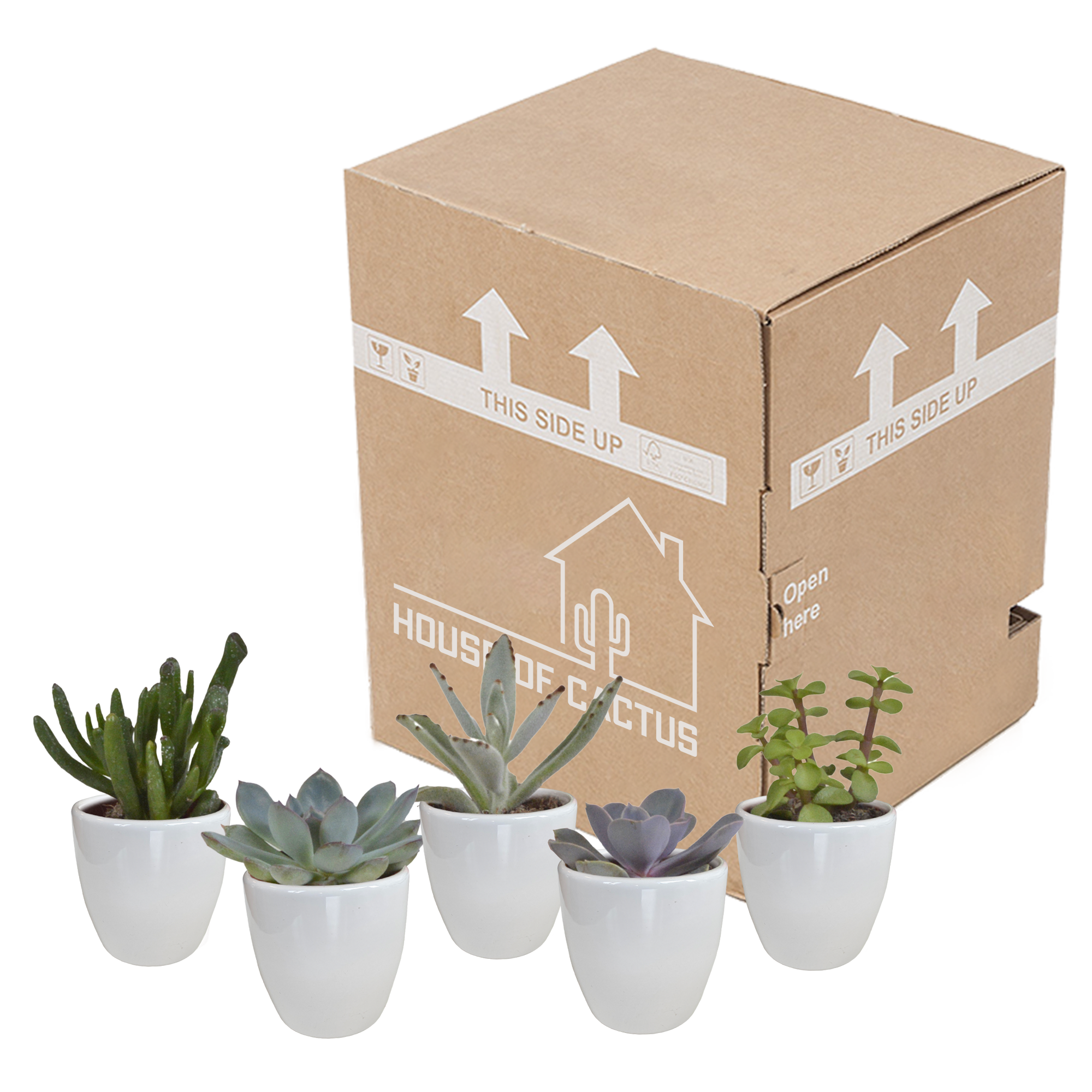 House of cactus Vetplanten mix 5.5 cm - 5x - in witte pot (8720618070111)