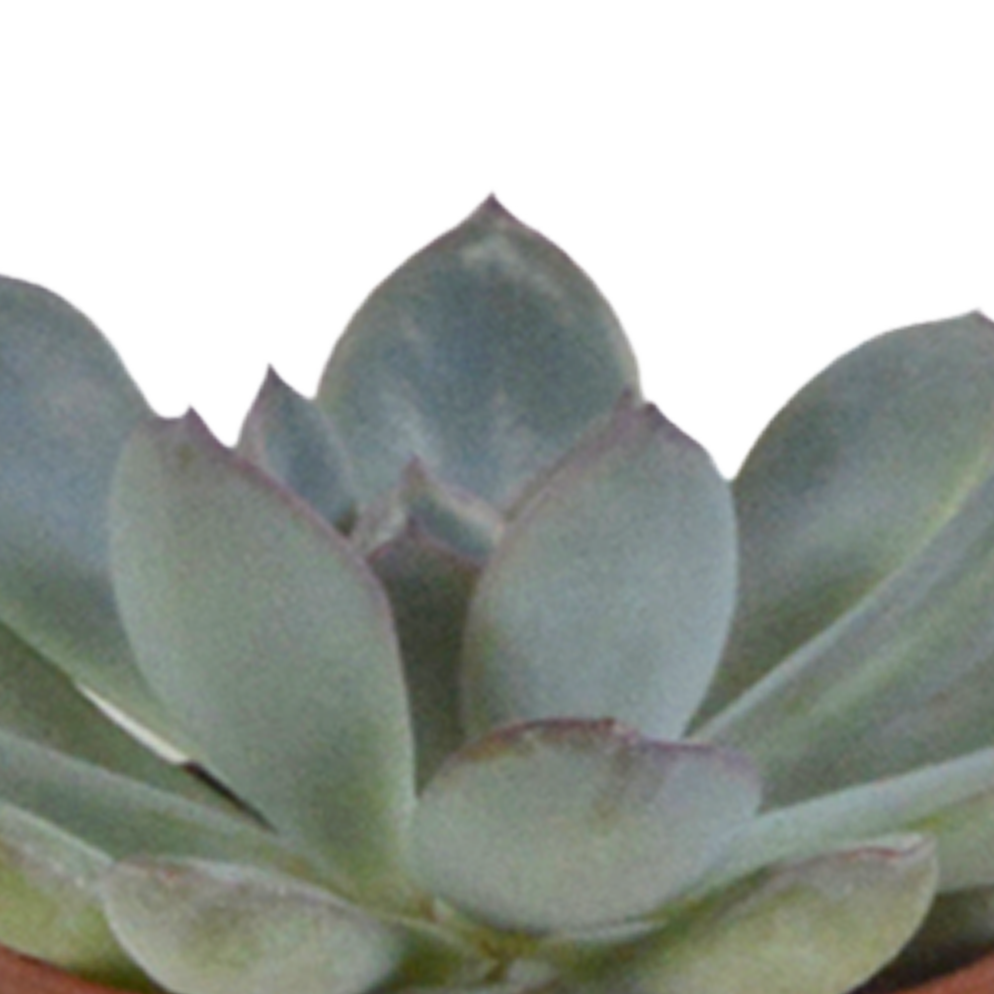House of cactus Vetplanten mix 5.5 cm - 5x - in witte pot (8720618070111)