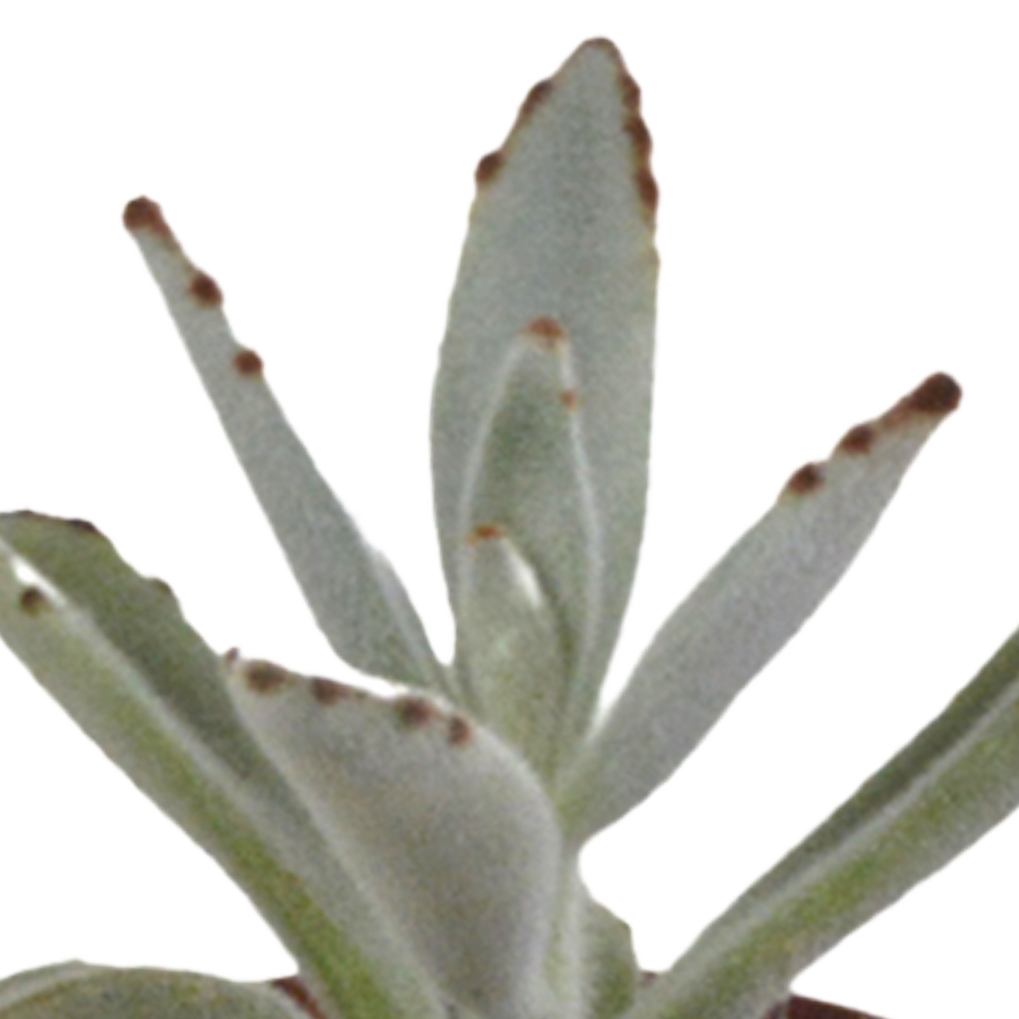 House of cactus Vetplanten mix 5.5 cm - 5x - in witte pot (8720618070111)