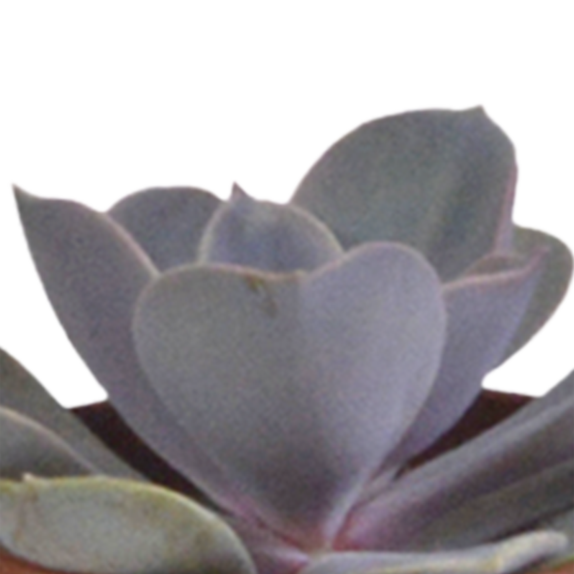 House of cactus Vetplanten mix 5.5 cm - 5x - in witte pot (8720618070111)