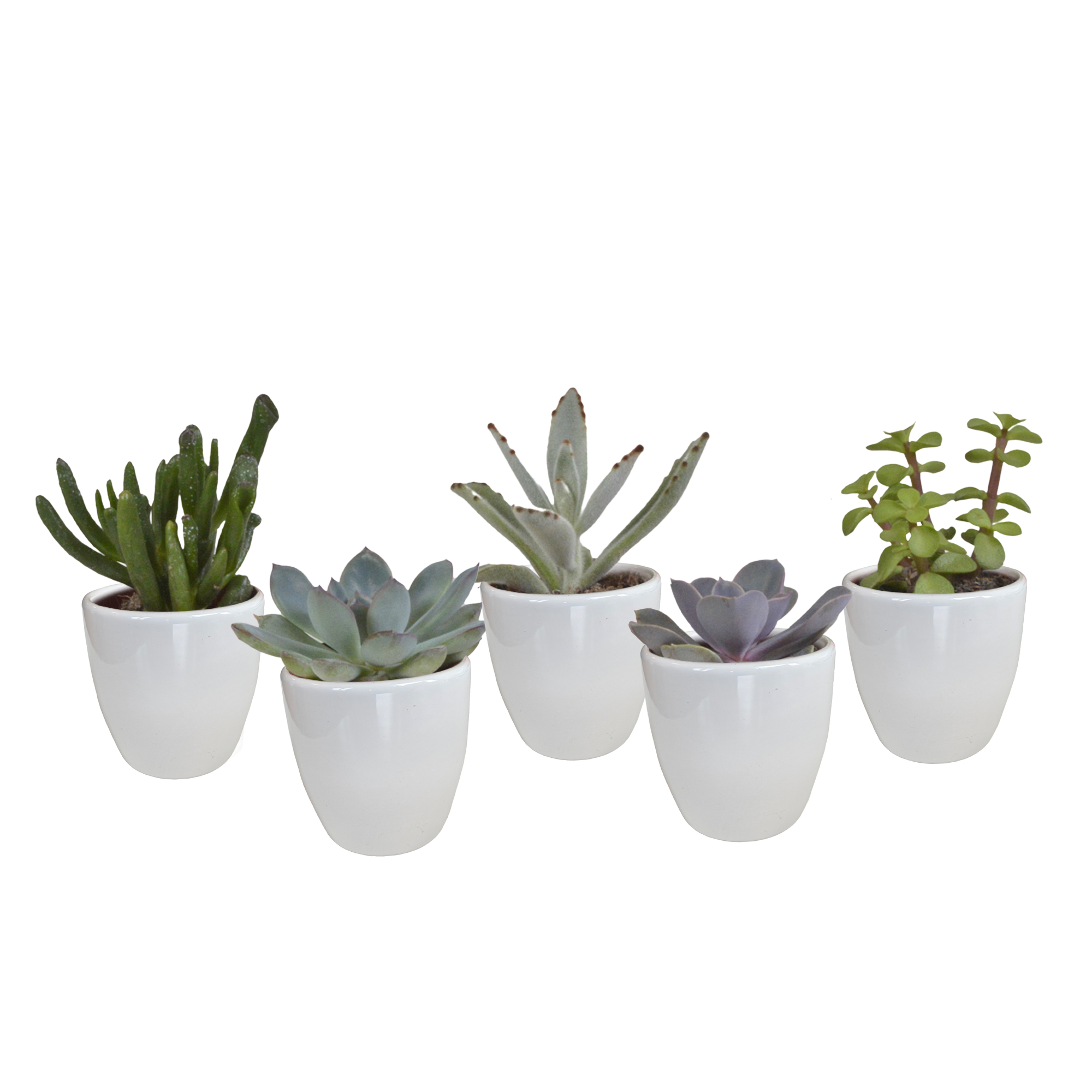 House of cactus Vetplanten mix 5.5 cm - 5x - in witte pot (8720618070111)