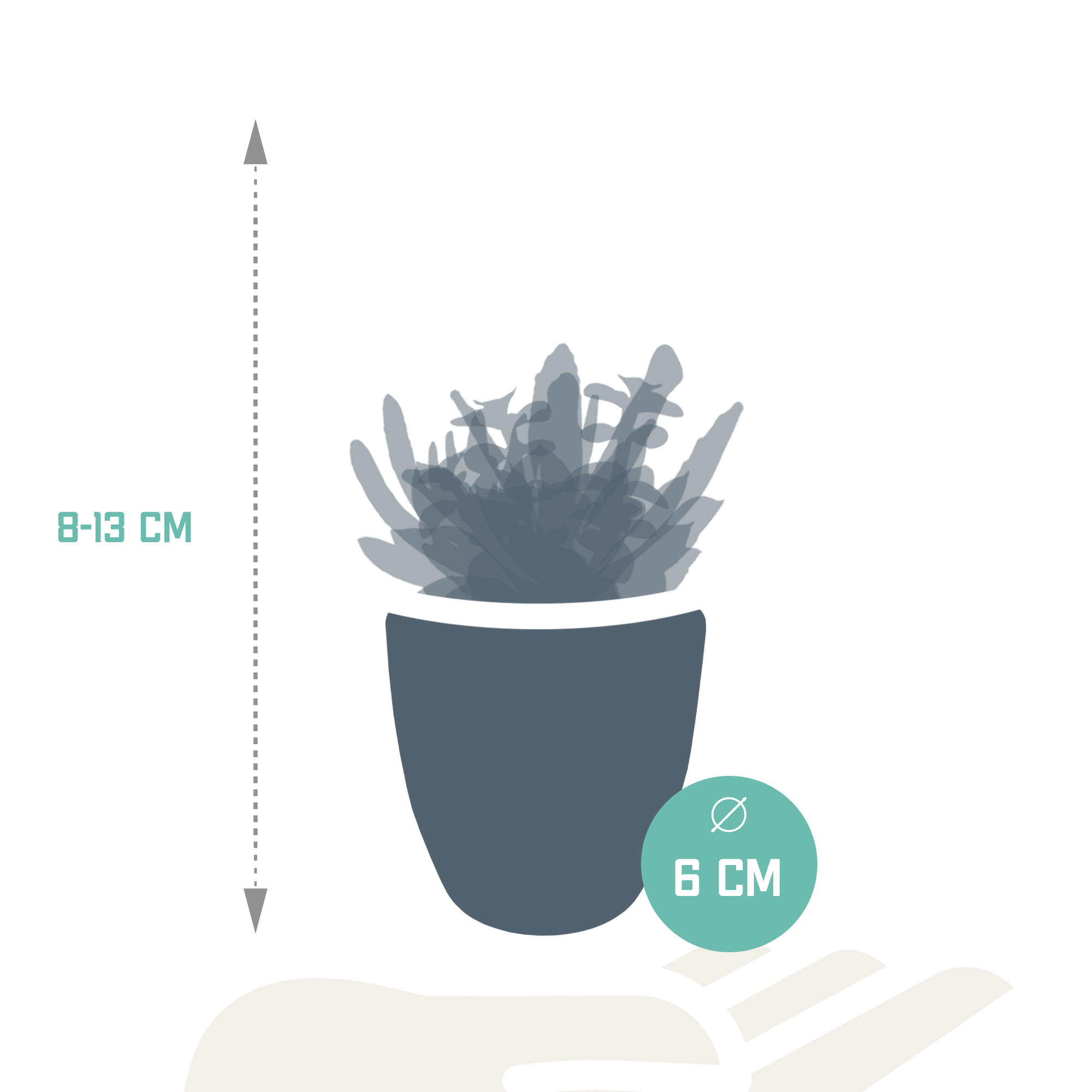 House of cactus Vetplanten mix 5.5 cm - 5x - in witte pot (8720618070111)
