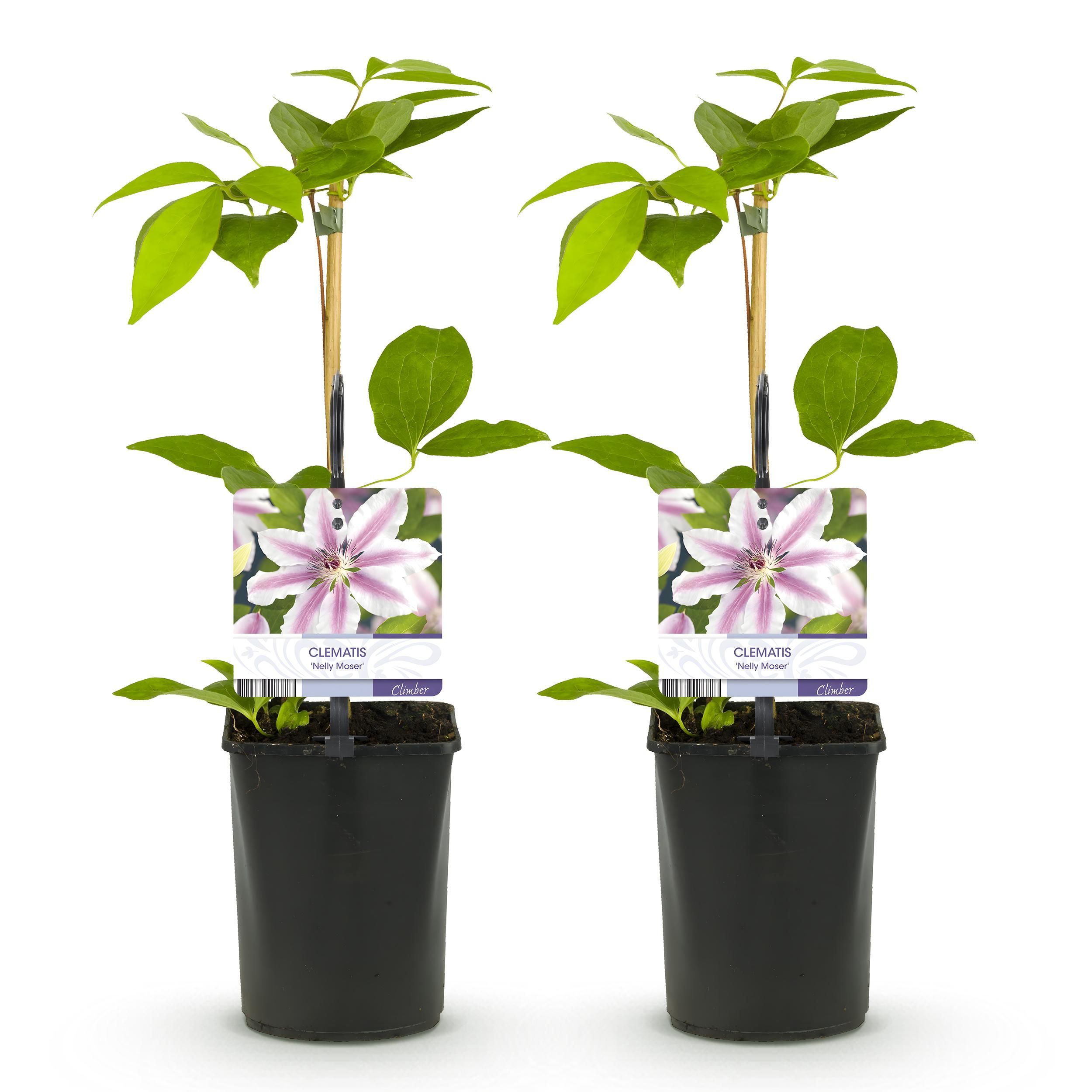 Klimplant - Clematis Nelly Moser - Bloem Roze - Weinig onderhoud -2 planten - Pot 11cm Hoogte 40cm (8720872543062)