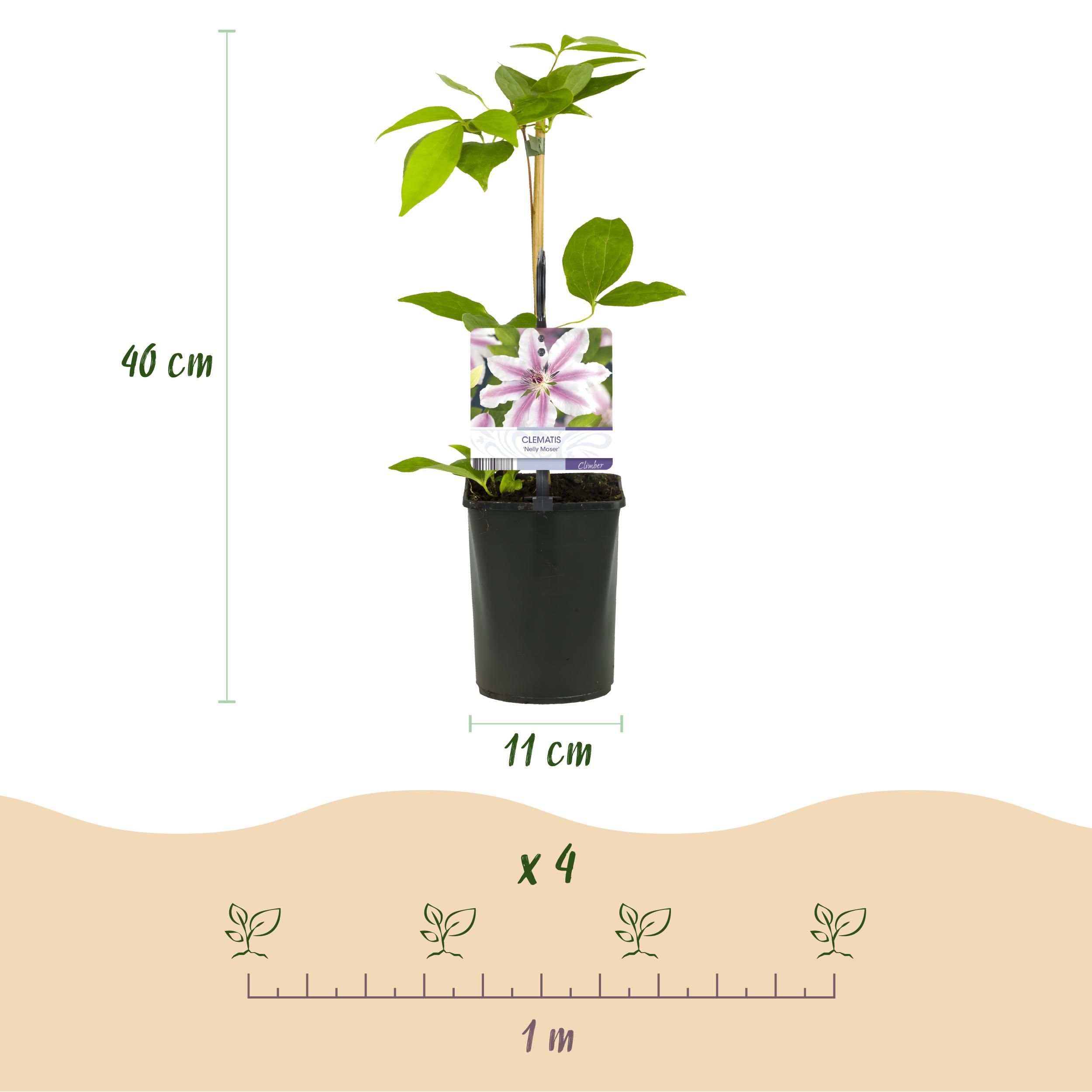 Klimplant - Clematis Nelly Moser - Bloem Roze - Weinig onderhoud -2 planten - Pot 11cm Hoogte 40cm (8720872543062)