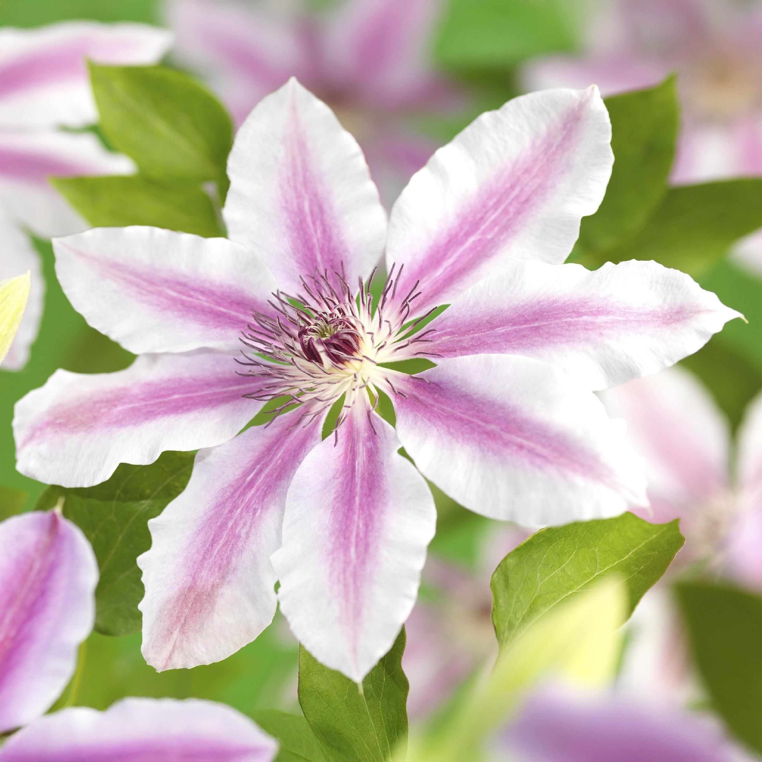 Klimplant - Clematis Nelly Moser - Bloem Roze - Weinig onderhoud -2 planten - Pot 11cm Hoogte 40cm (8720872543062)