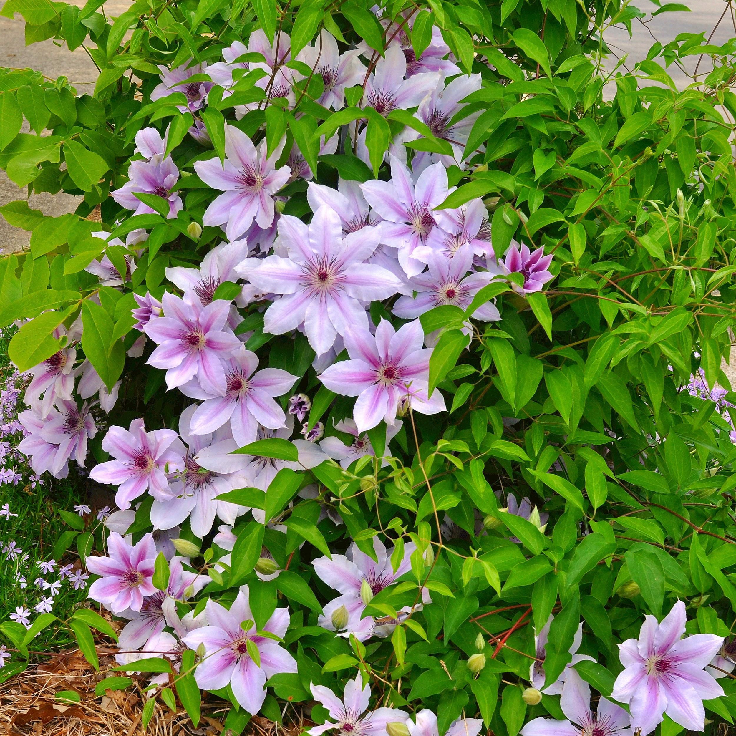 Klimplant - Clematis Nelly Moser - Bloem Roze - Weinig onderhoud -2 planten - Pot 11cm Hoogte 40cm (8720872543062)