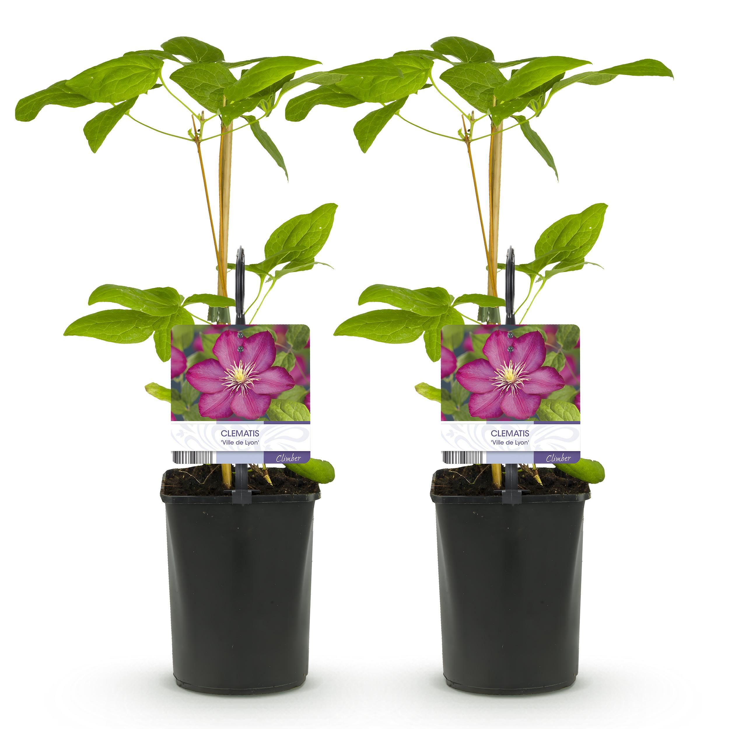 Klimplant - Clematis Ville de Lyon - Bloem Roze - Weinig onderhoud -2 planten - Pot 11cm Hoogte 40cm (8720872543116)