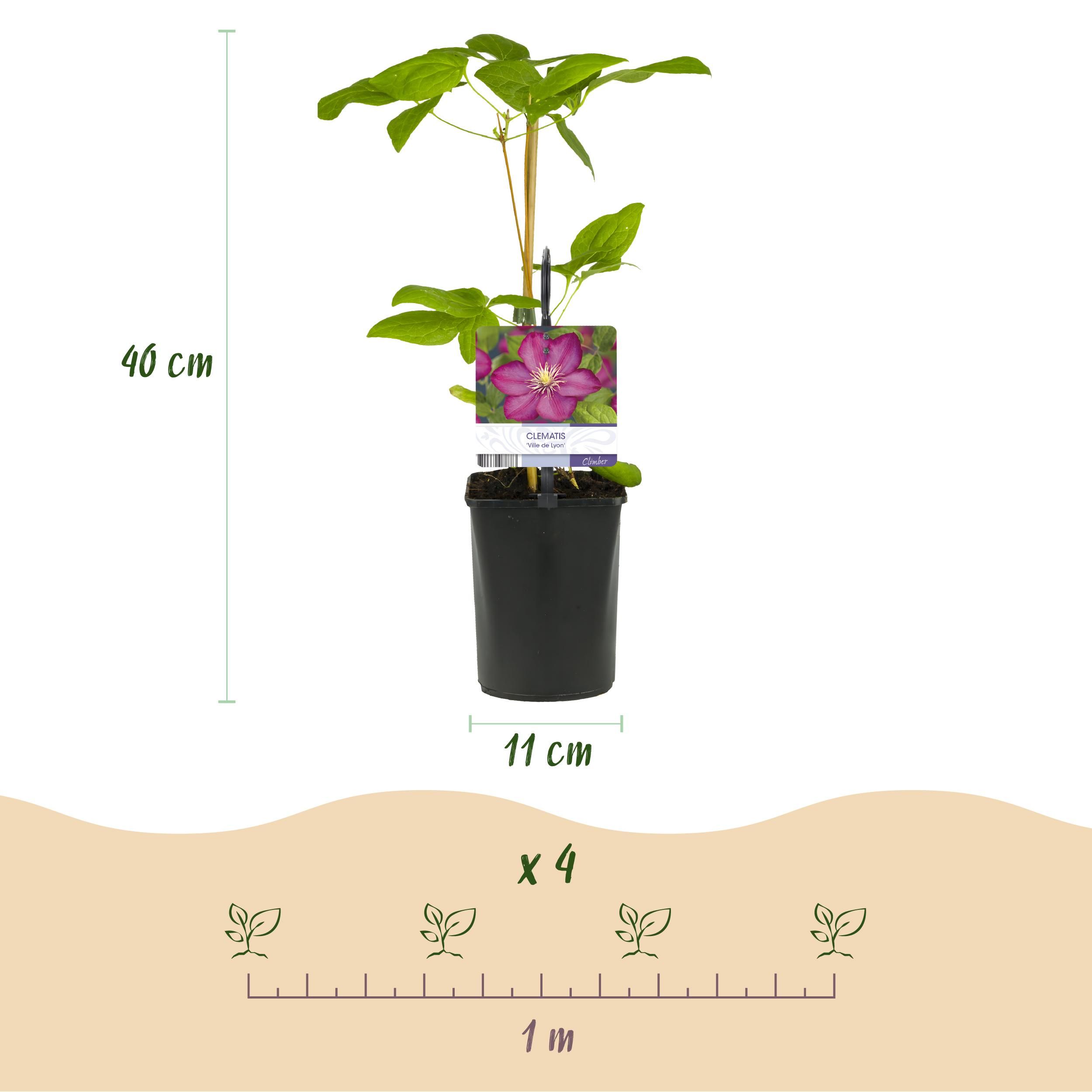 Klimplant - Clematis Ville de Lyon - Bloem Roze - Weinig onderhoud -2 planten - Pot 11cm Hoogte 40cm (8720872543116)