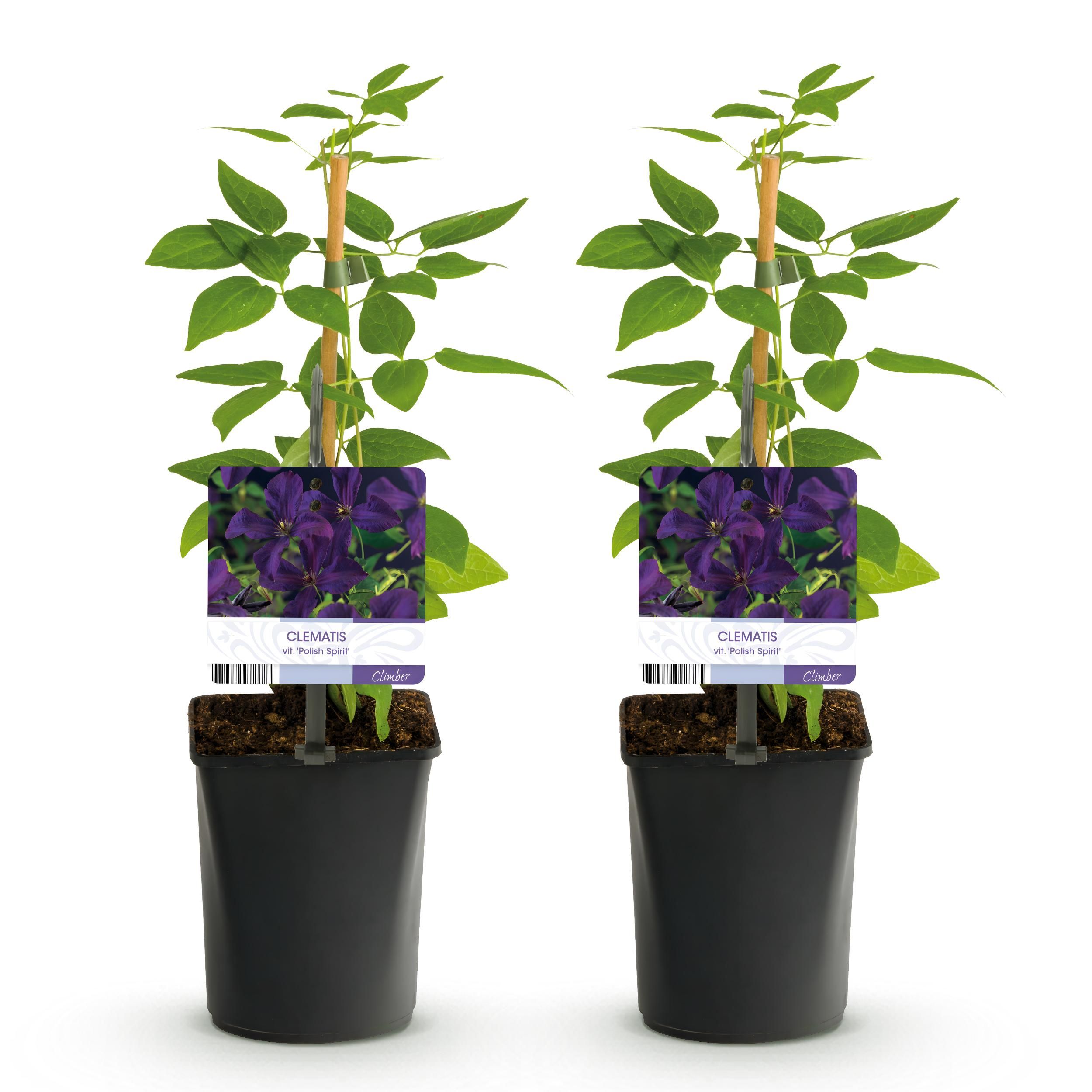 Klimplant - Clematis vit. Polish Spirit - Bloem Roze - Weinig onderhoud -2 planten - Pot 11cm Hoogte 40cm (8720872543178)