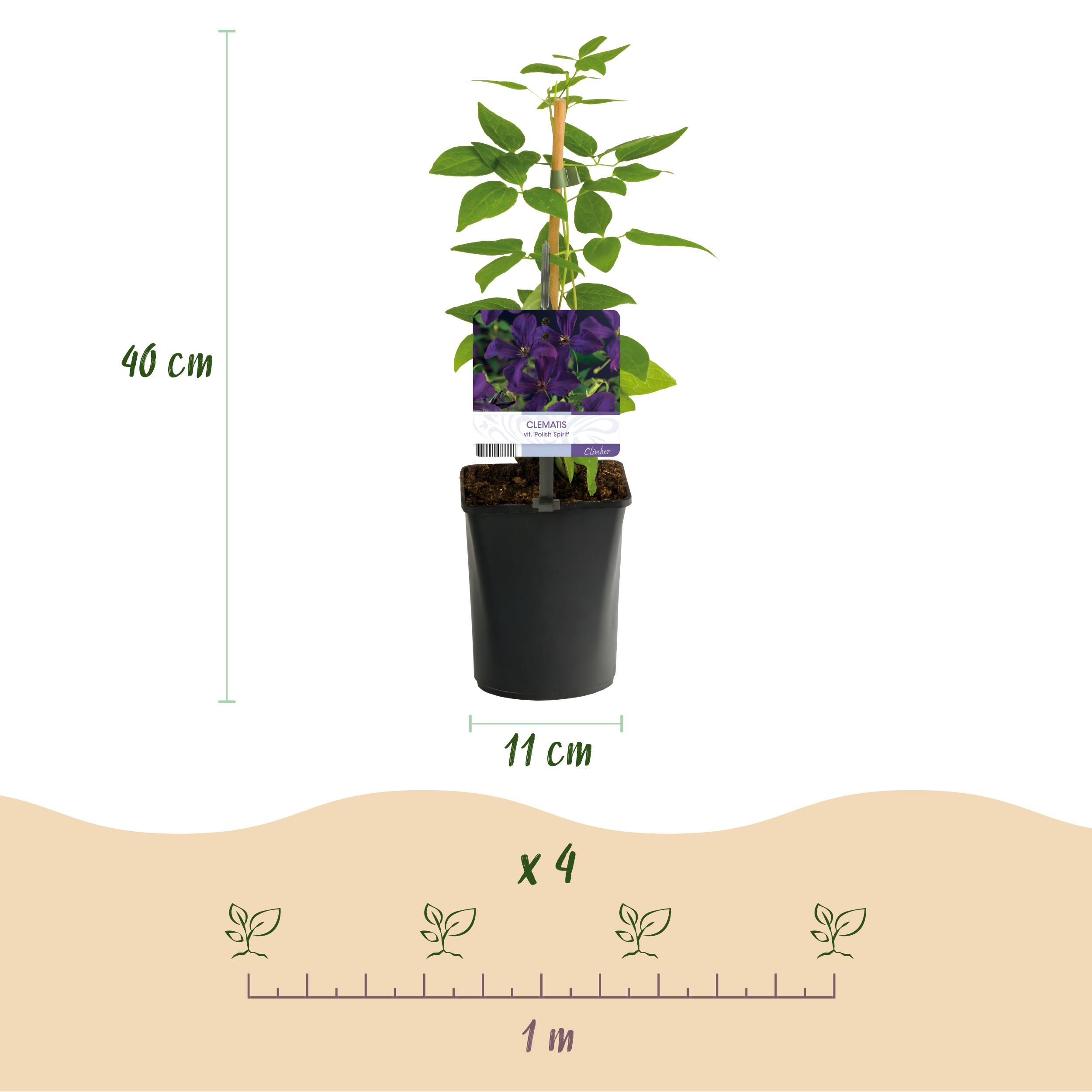 Klimplant - Clematis vit. Polish Spirit - Bloem Roze - Weinig onderhoud -2 planten - Pot 11cm Hoogte 40cm (8720872543178)